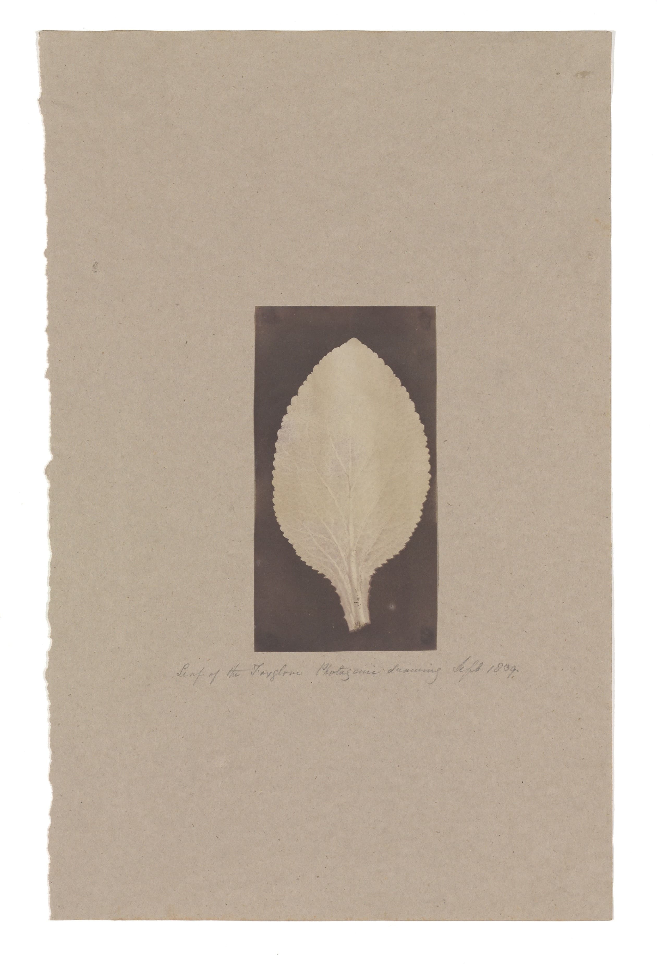 Leaf of the Foxglove MET DP167349