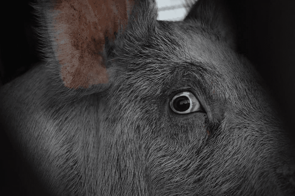 Scared pig in slaughter truck