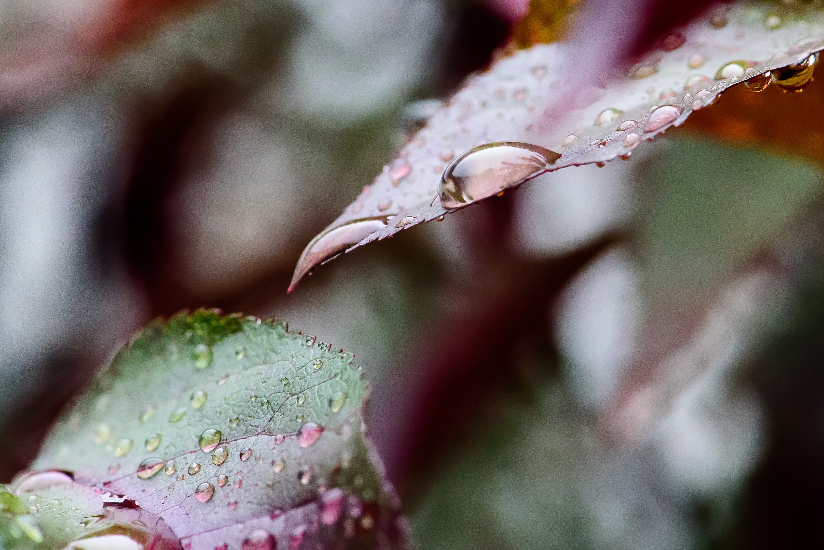 Water droplets (30139105021)