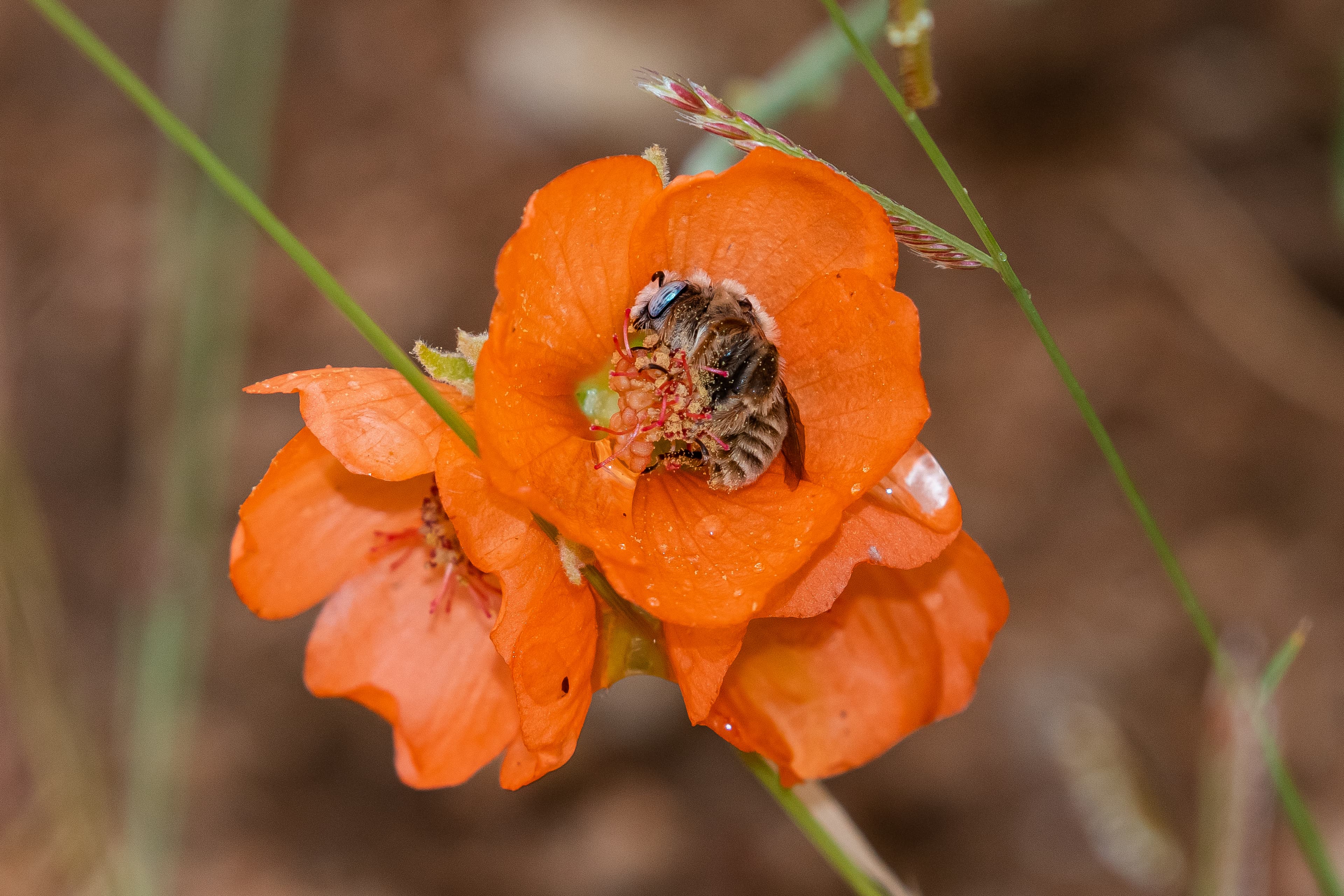 Macro Bee (52369941104)