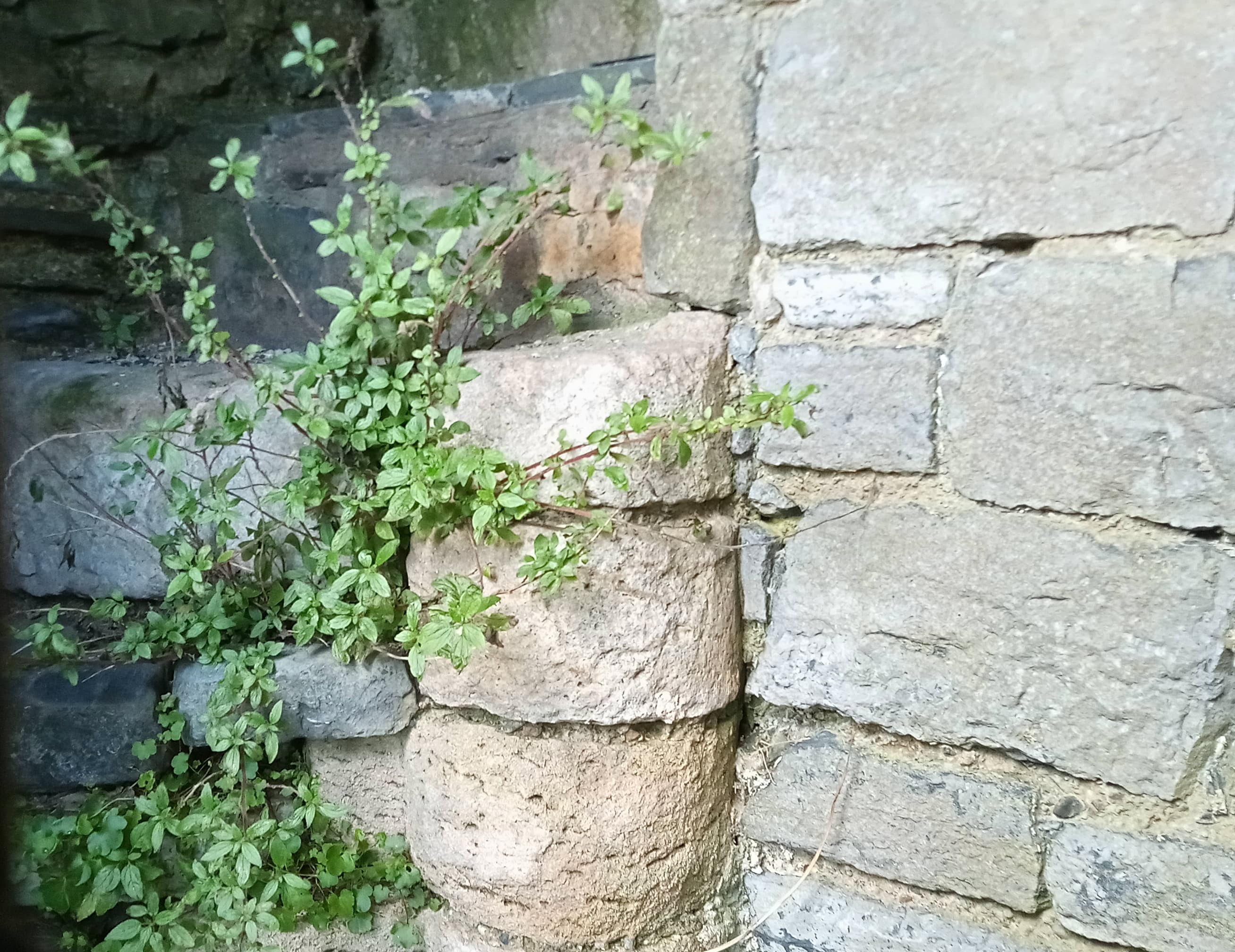 Gowran spiral staircase