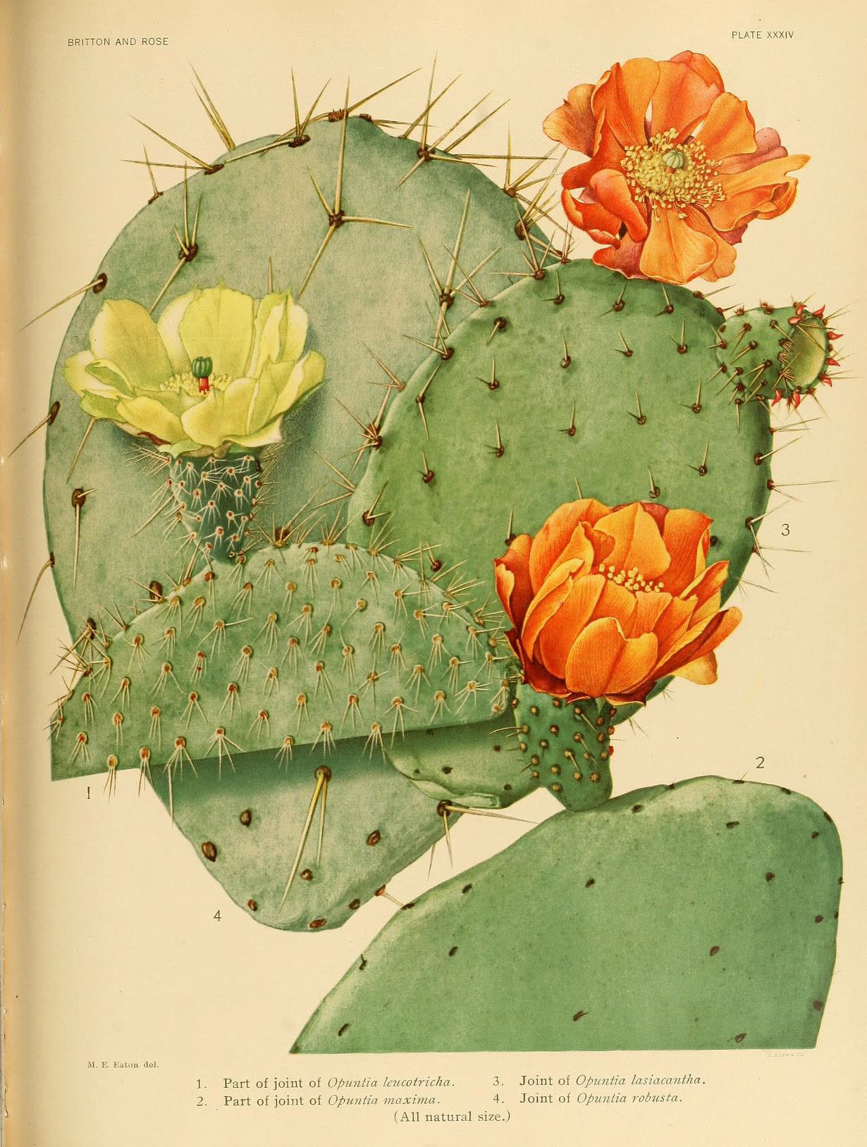 The Cactaceae (Plate XXXIV) (6025956161)