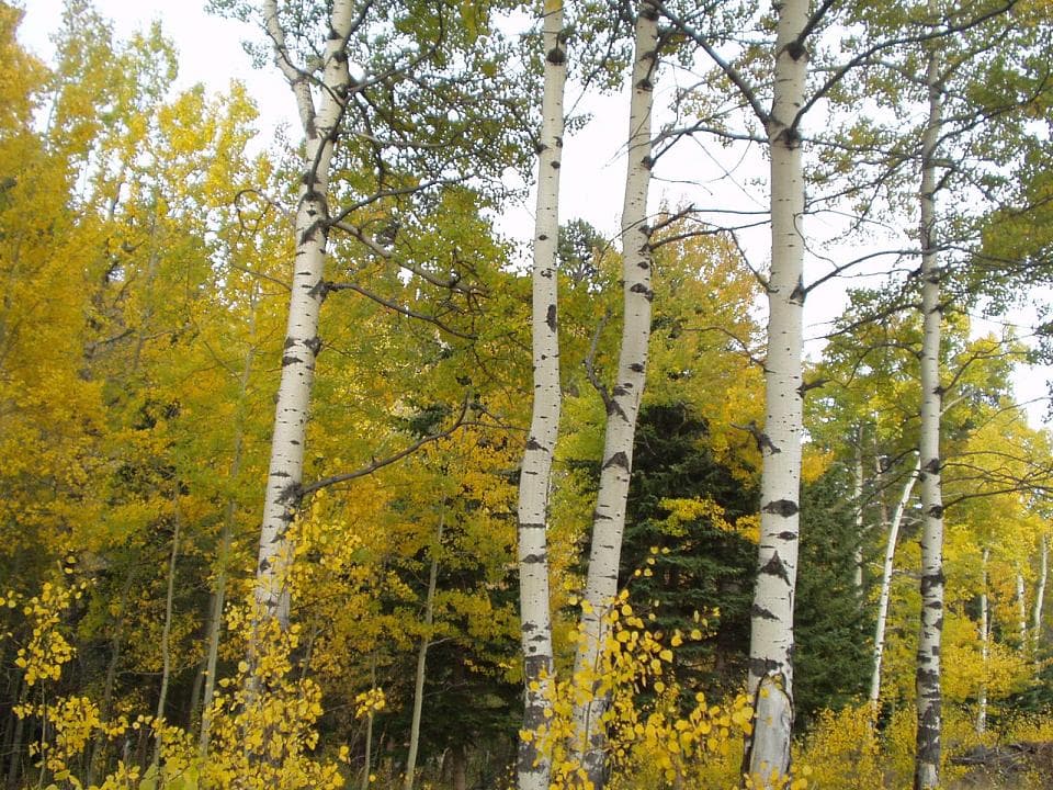 Autumn Leaves in the Bighorn Mountains