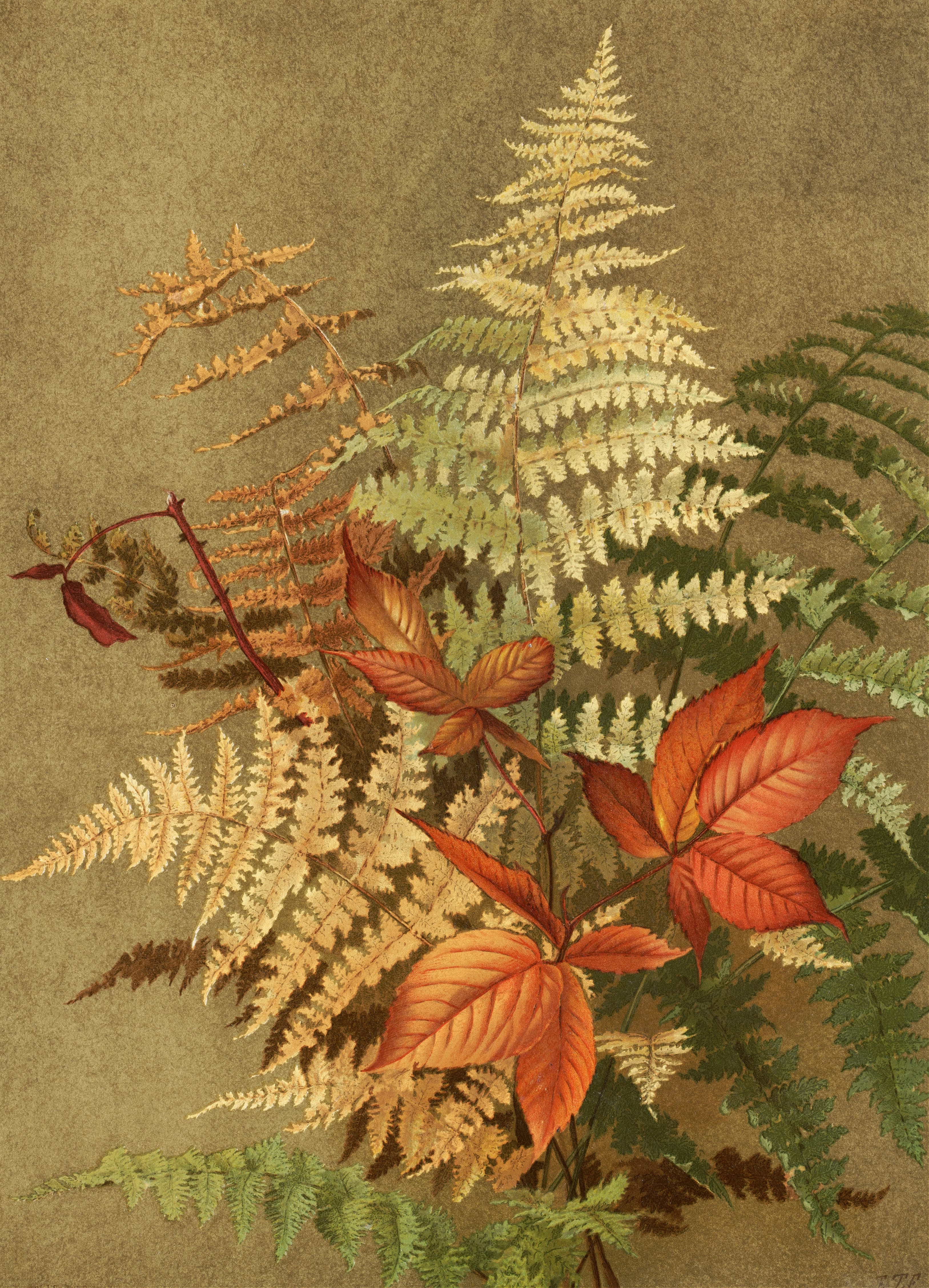 Ellen Fisher Autumn Ferns 1887