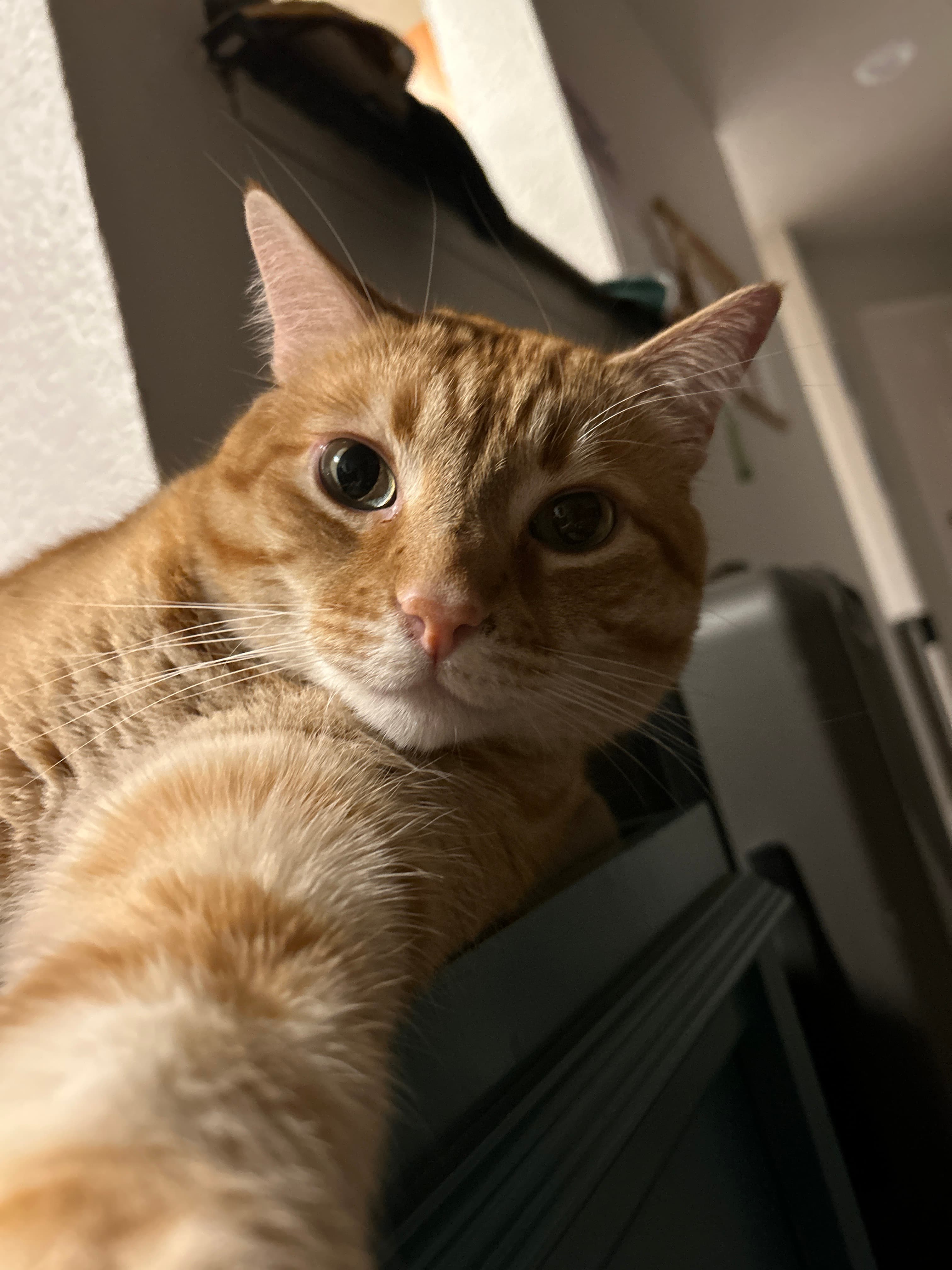 Red tabby cat taking selfie