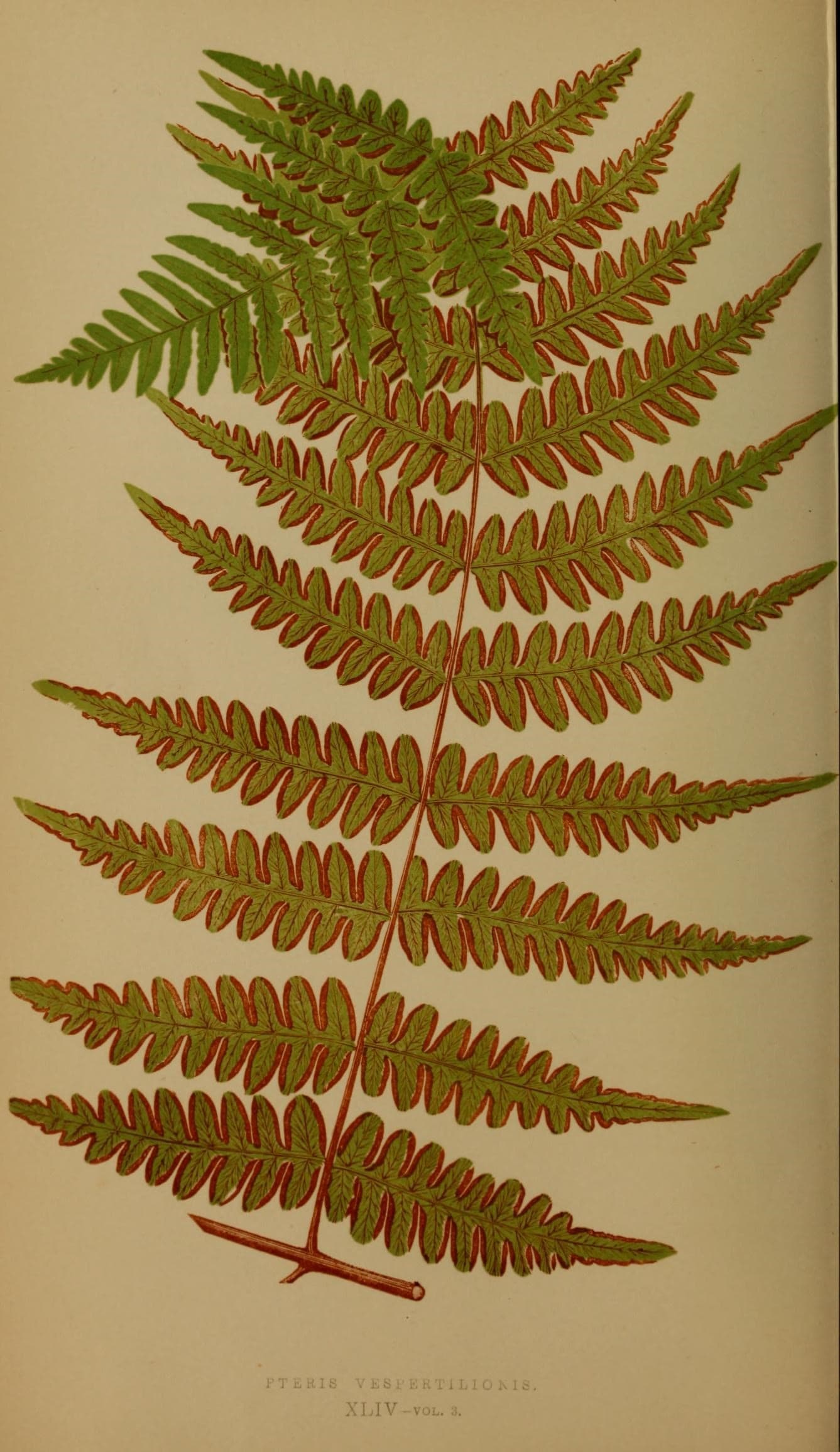 Ferns- British and exotic (10292163295)
