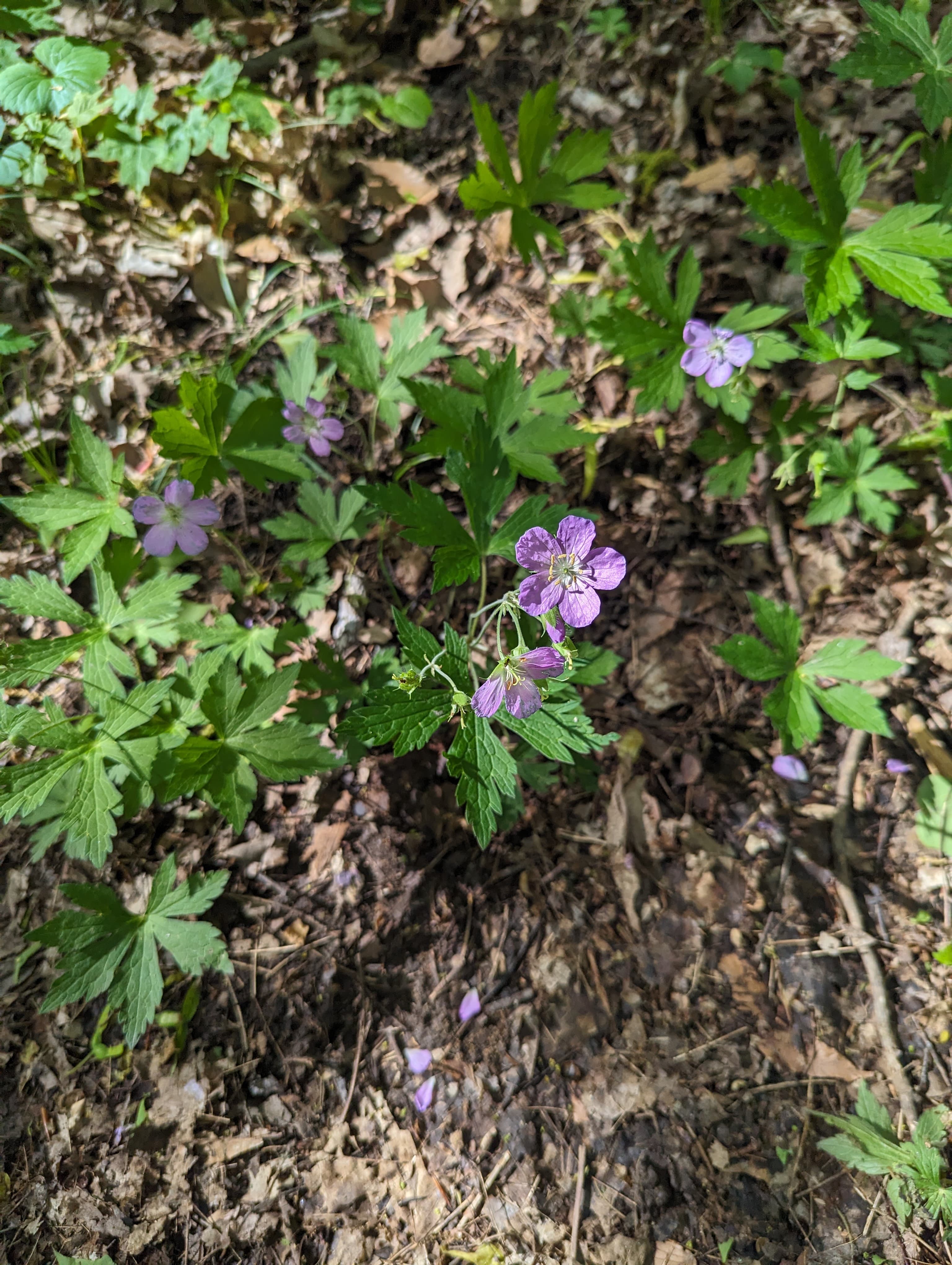 Wild Geranium in West Bend, Wisconsin