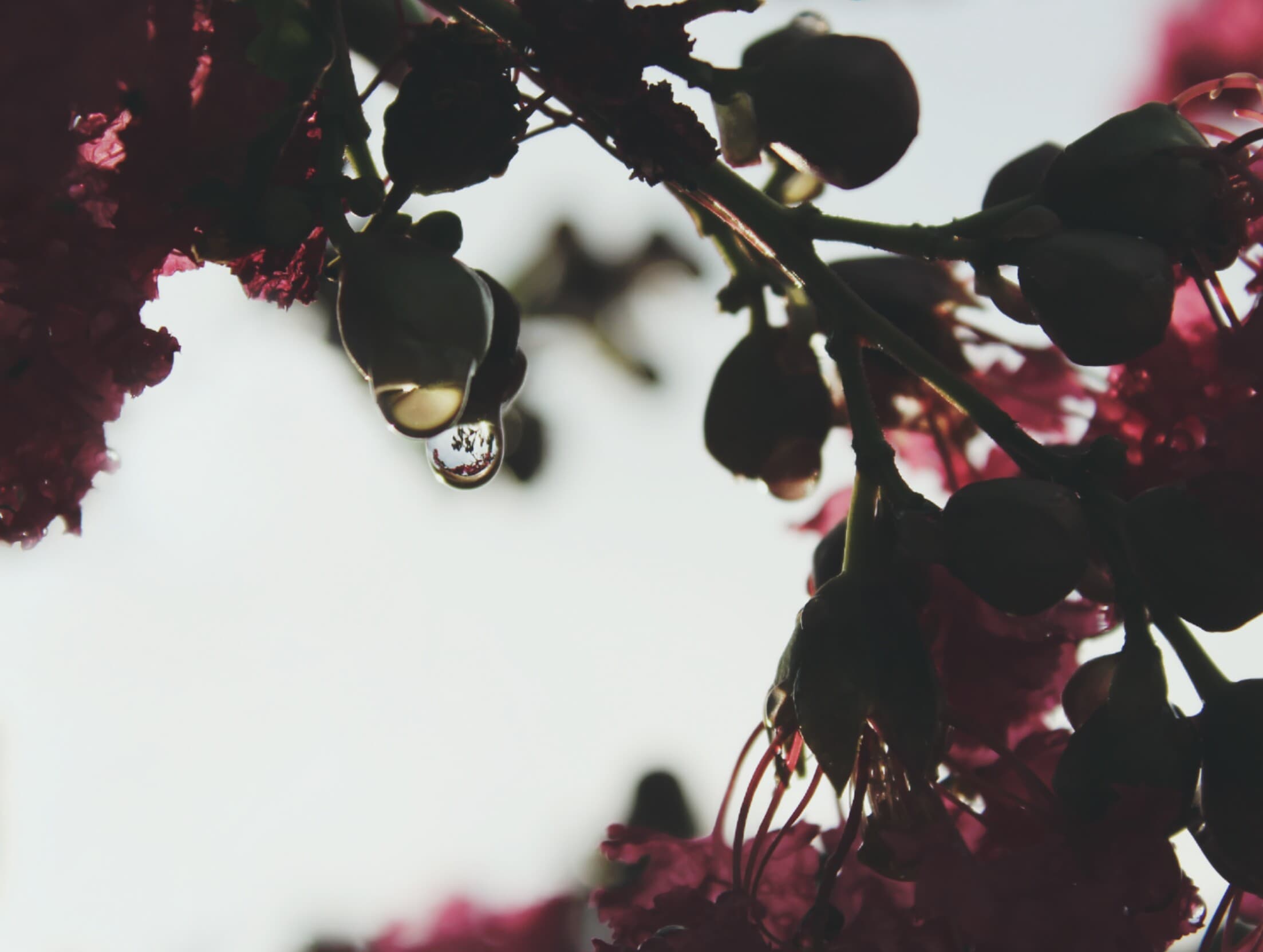 Dew on flower buds (Unsplash)
