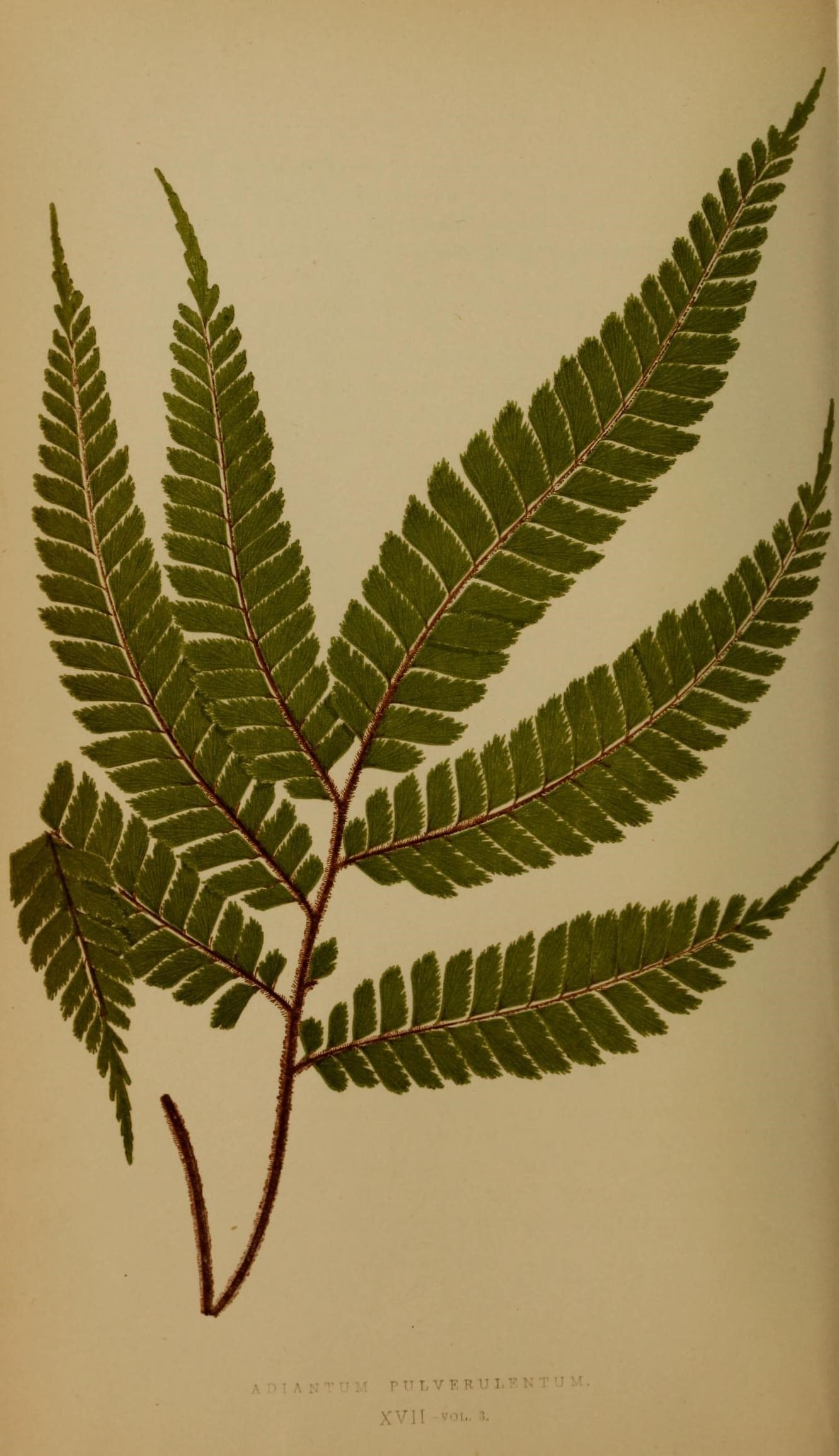 Ferns- British and exotic (10292073955)