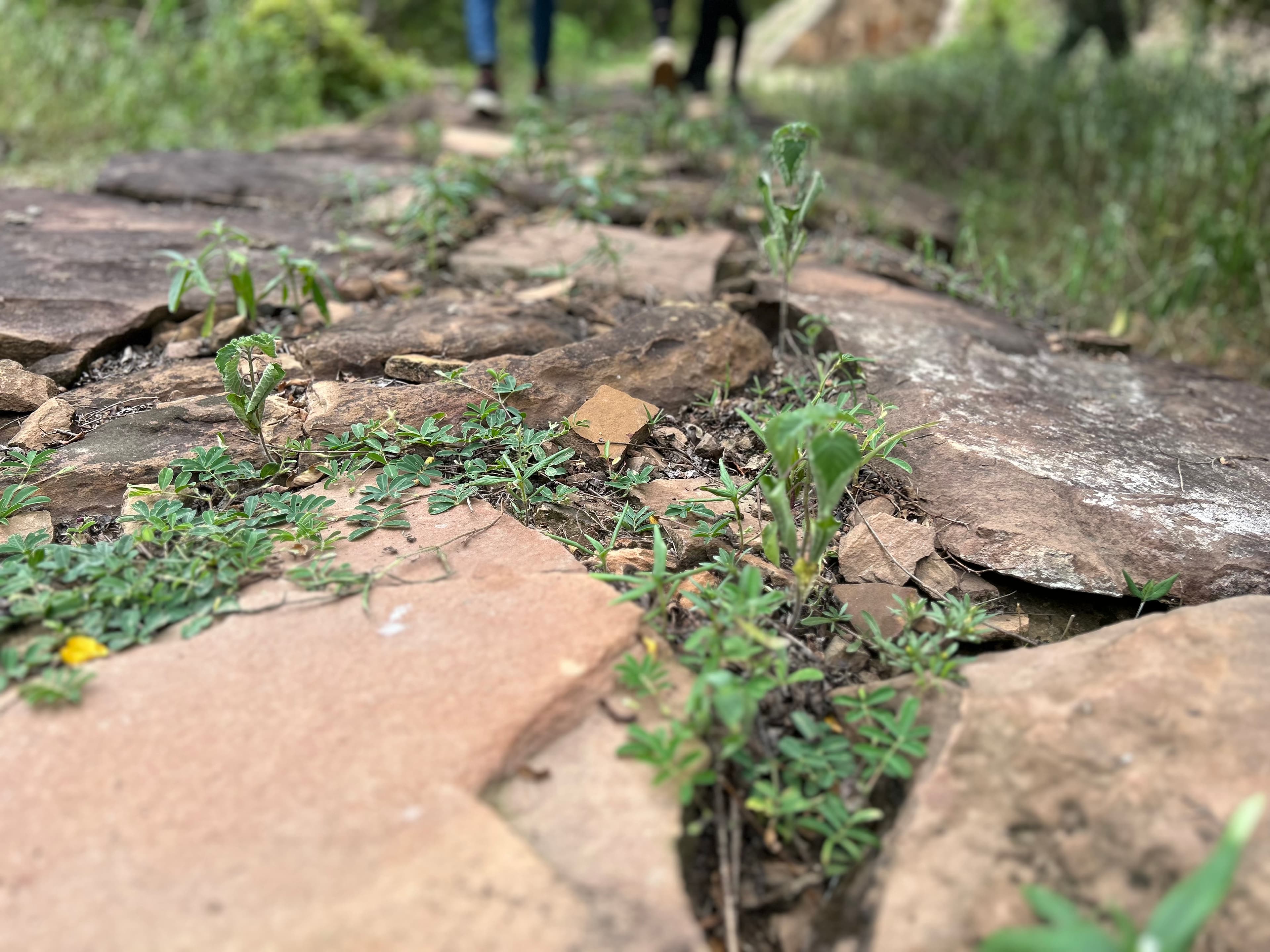 Nice rock pavement