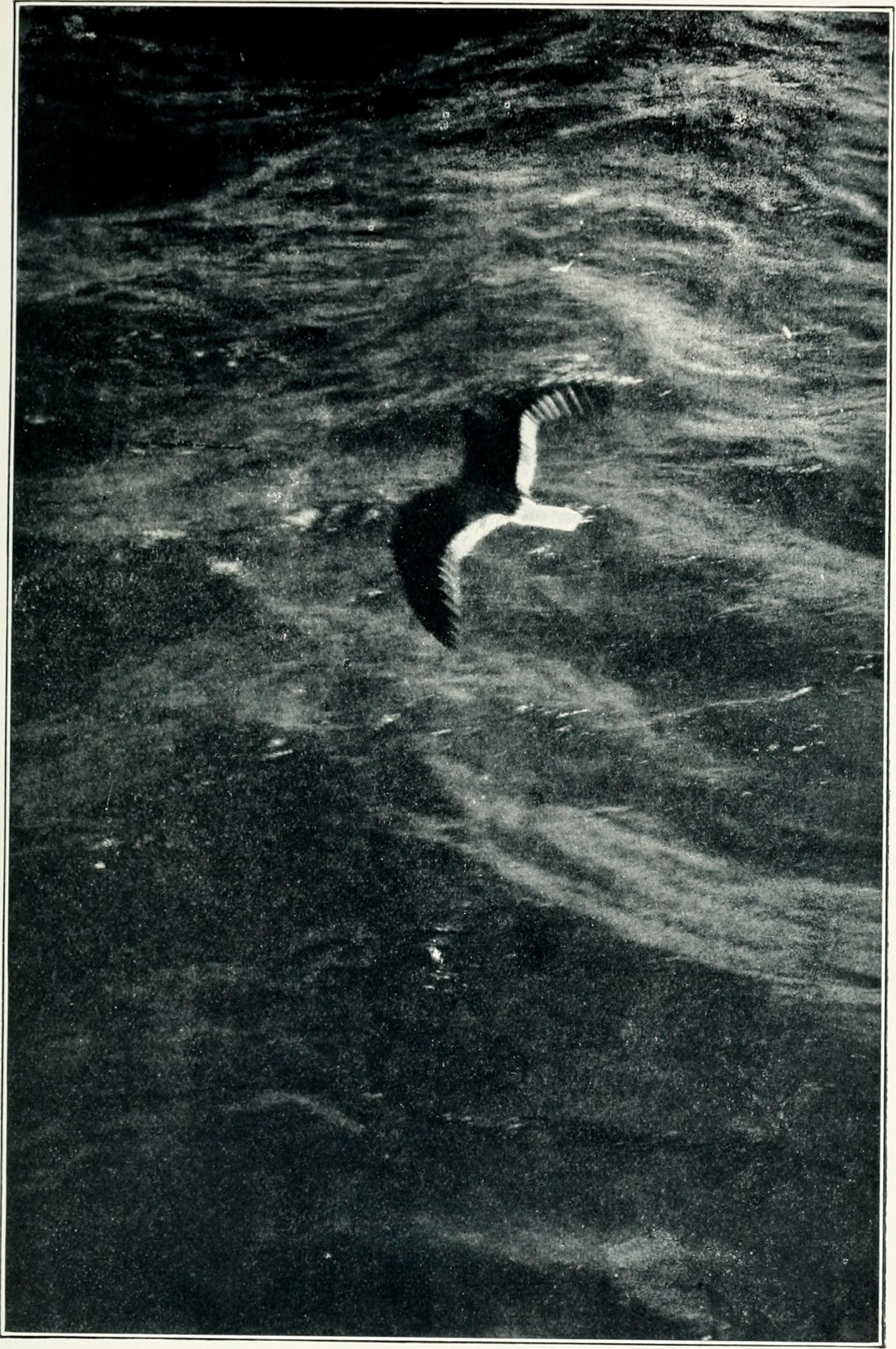 Bird notes (1913) (14750063325)