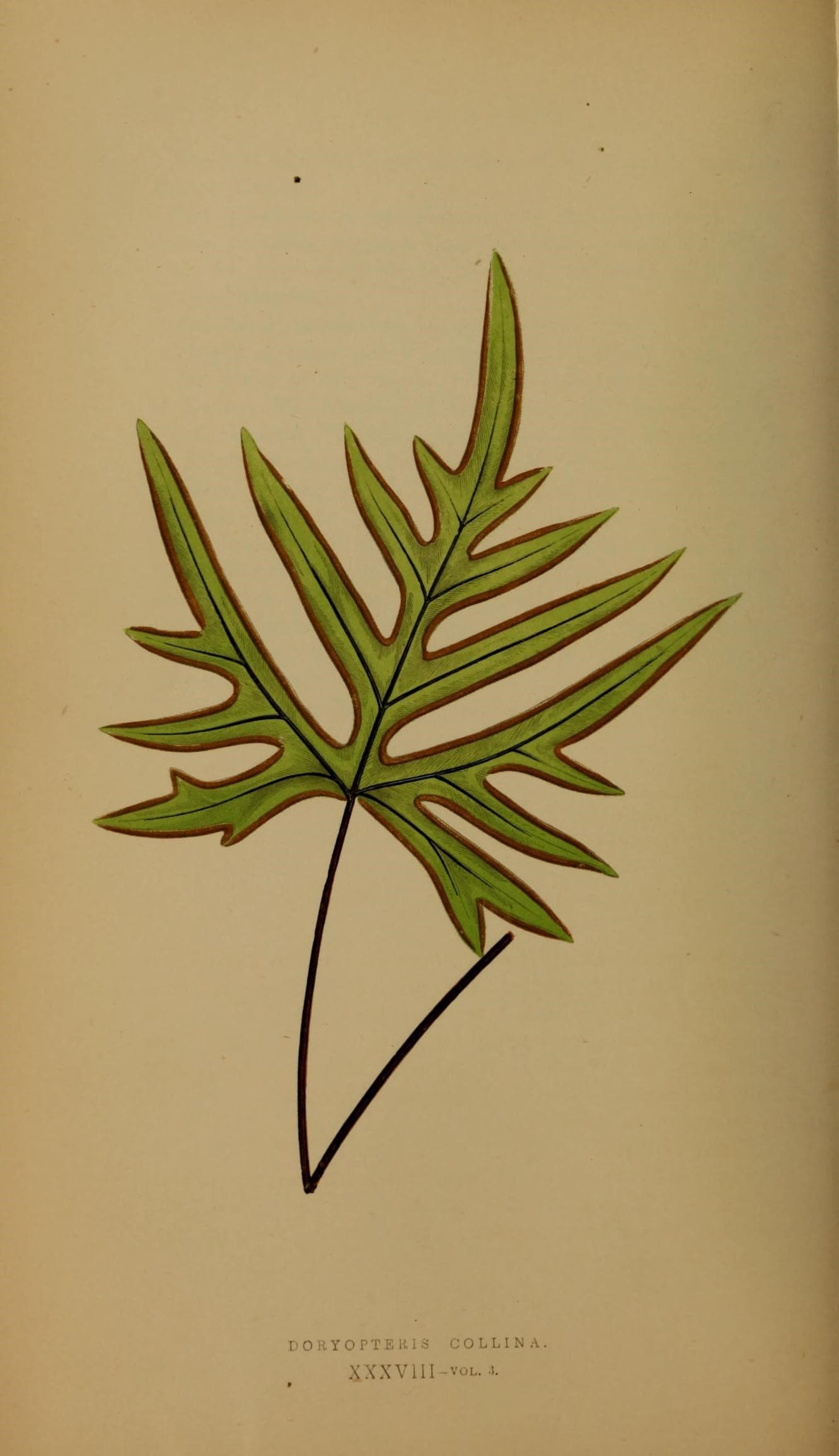 Ferns- British and exotic (10292142685)