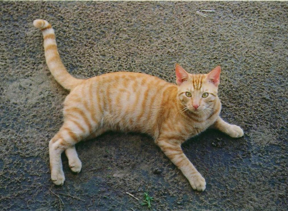 Orange Tabby Full Body