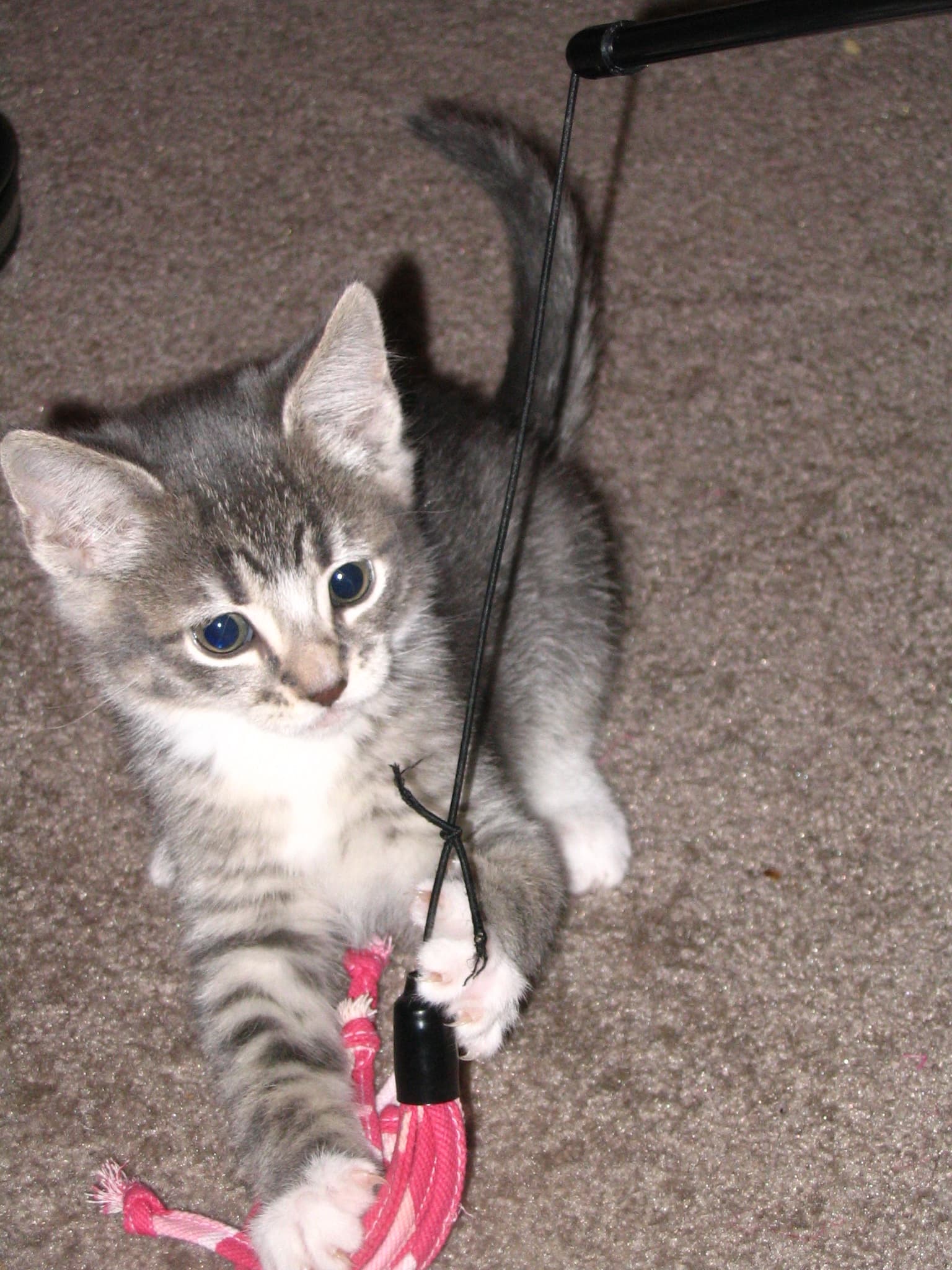 Tabby kitten playing with lure