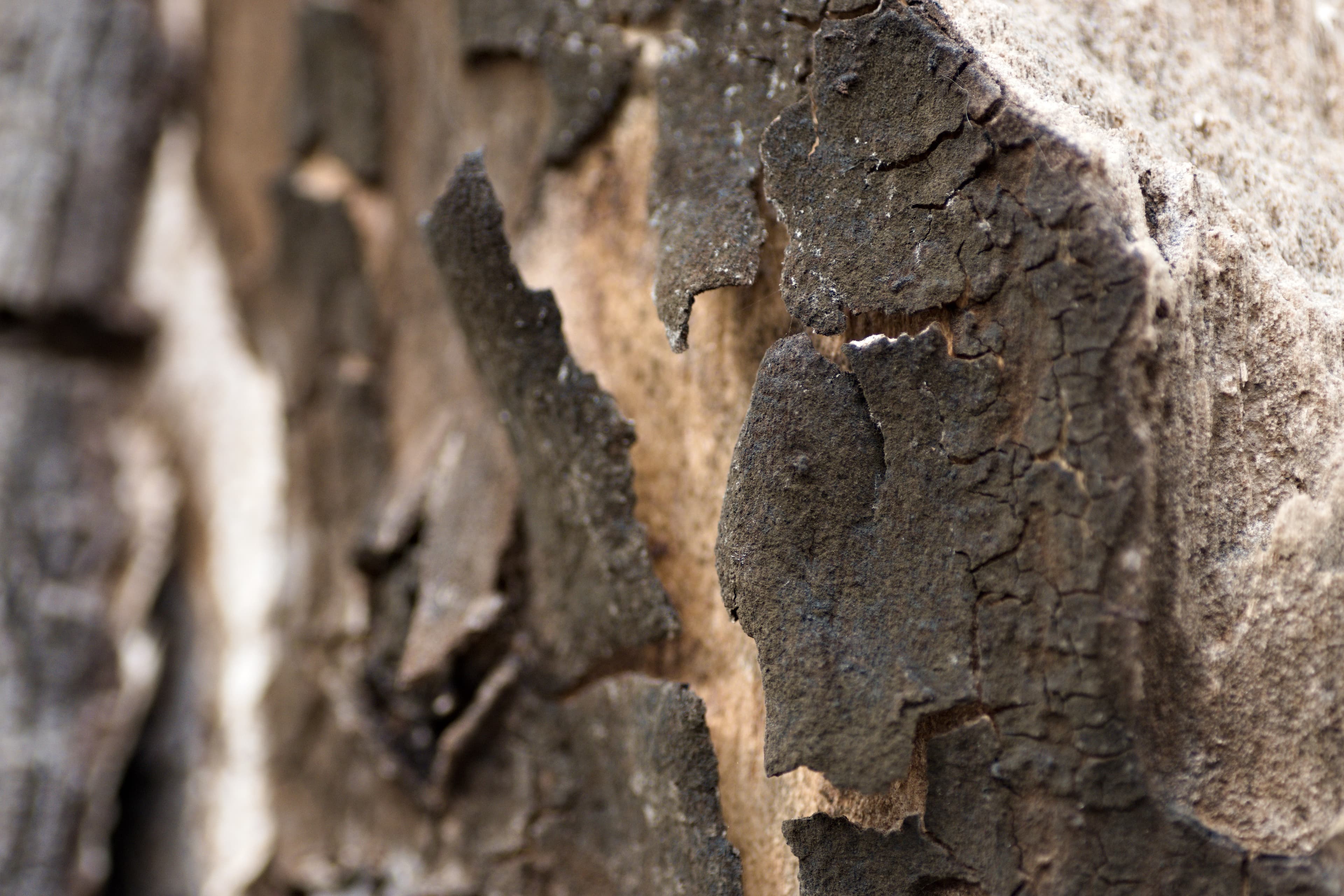 Tree bark 1