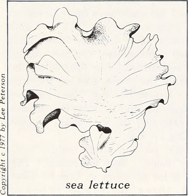 Coast watch (1979) (20472170180)