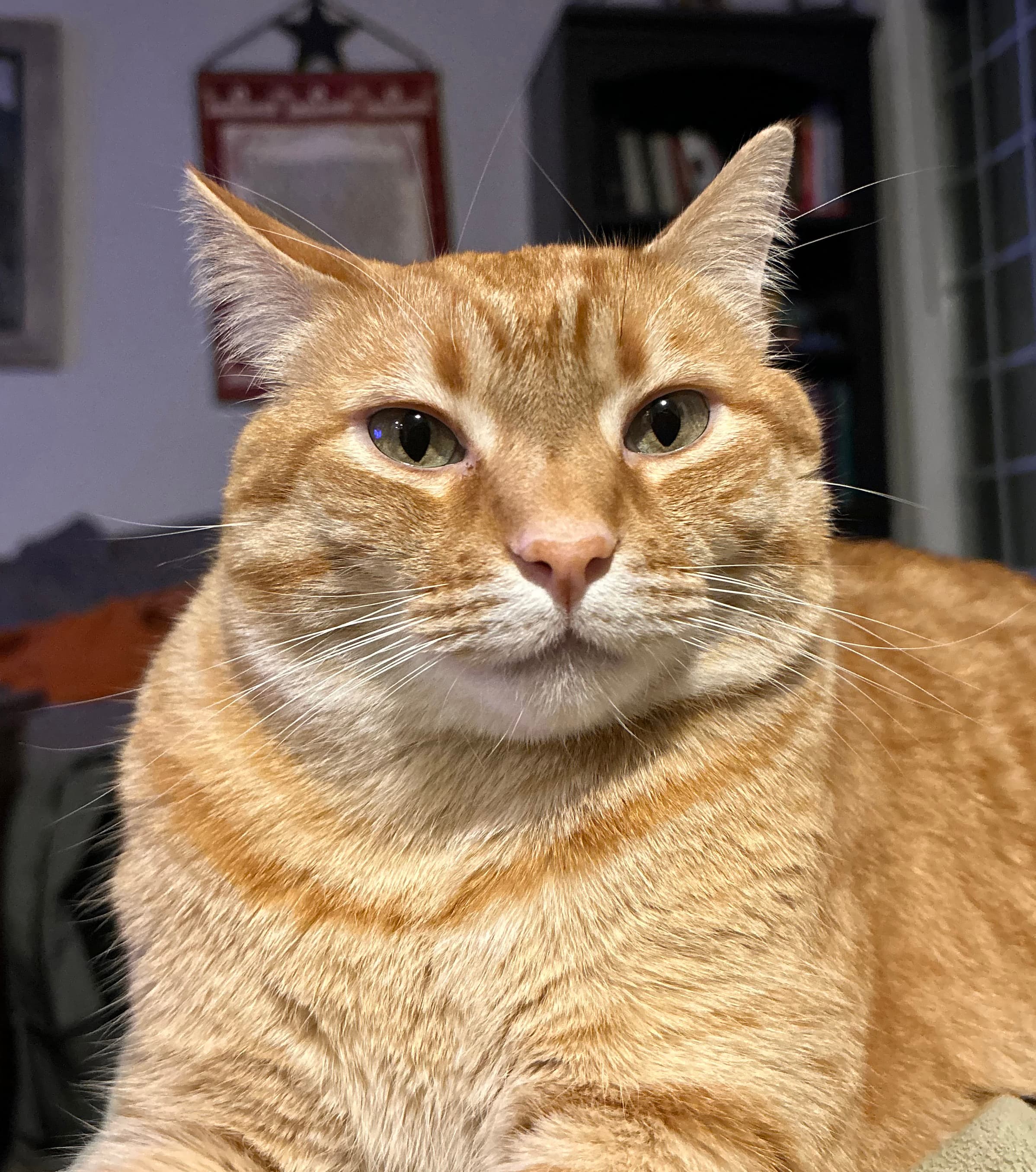 Red tabby staring at the camera