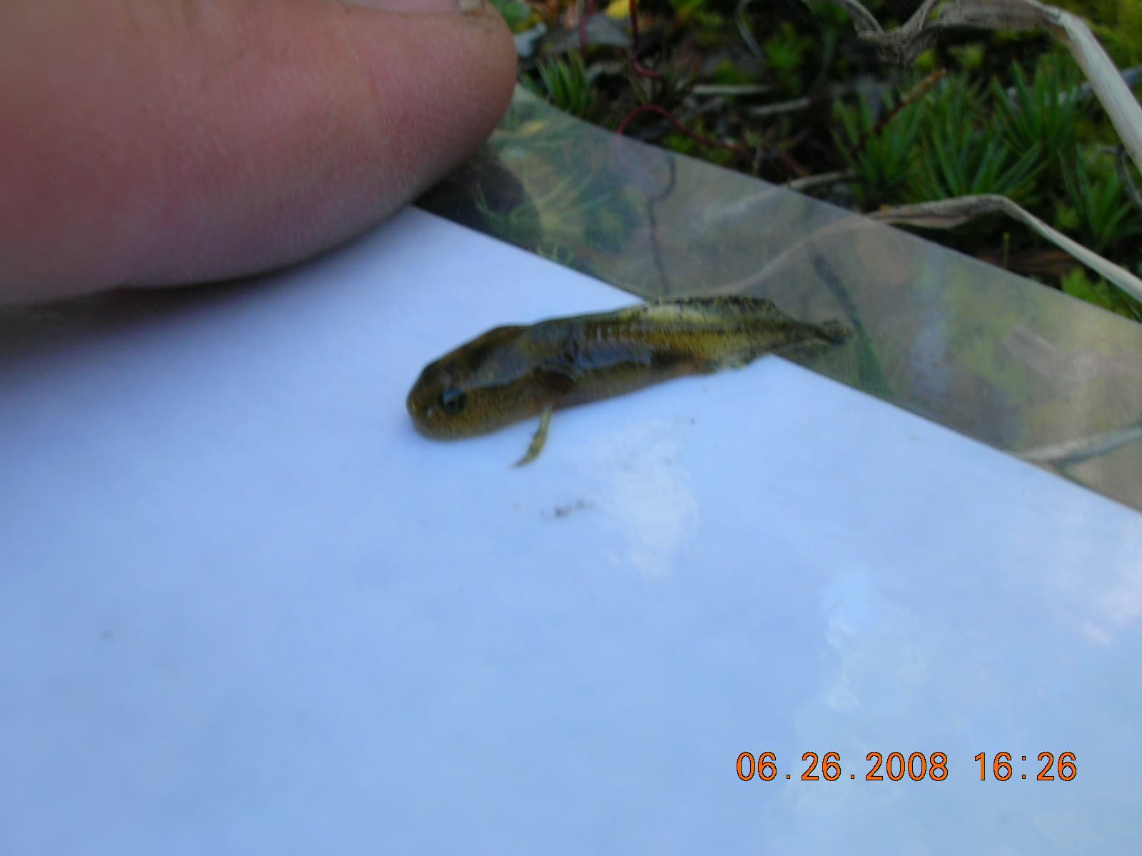 Amphibian larva SNRA