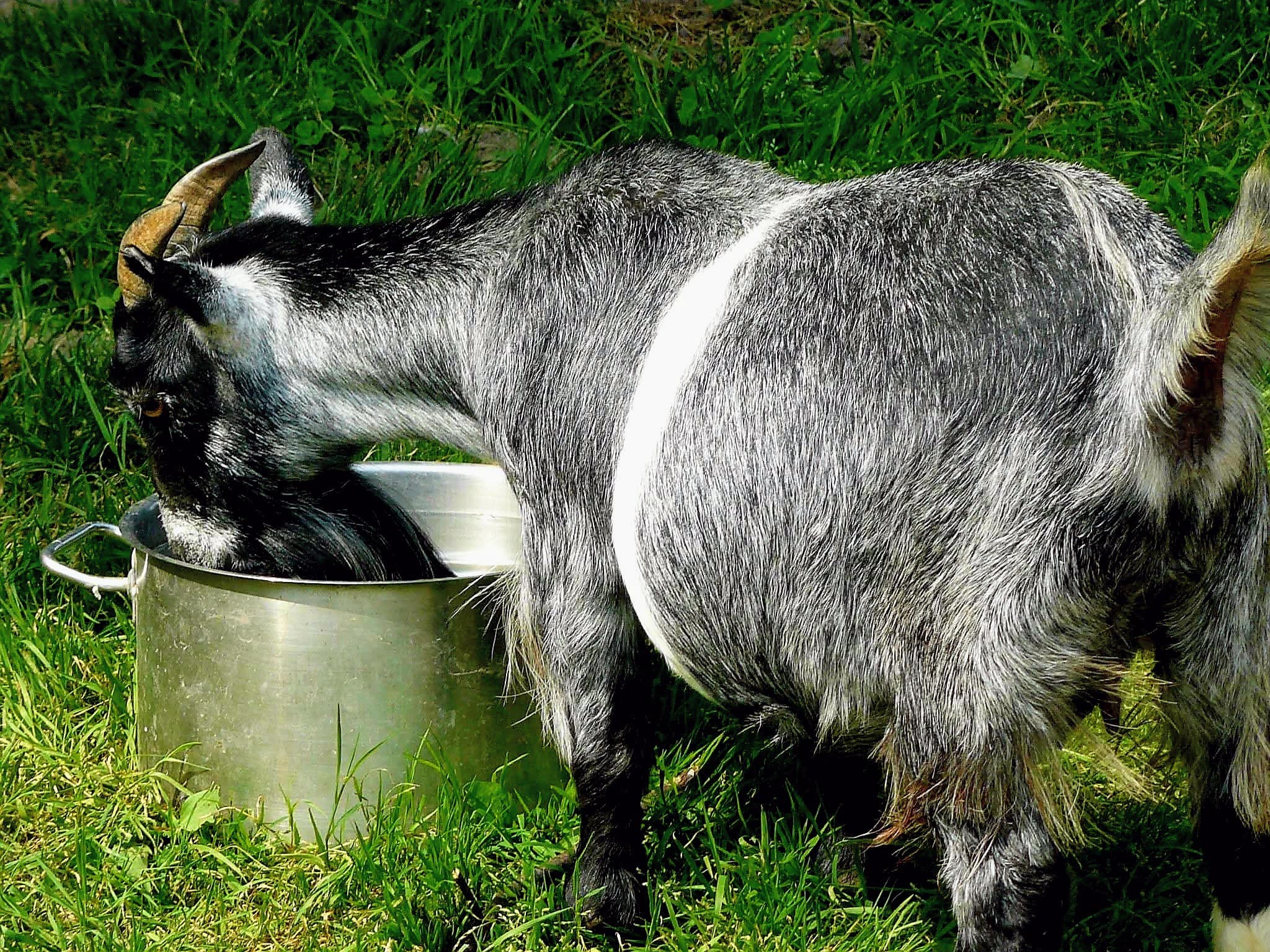 Wingham Wildlife Park Kent 2013