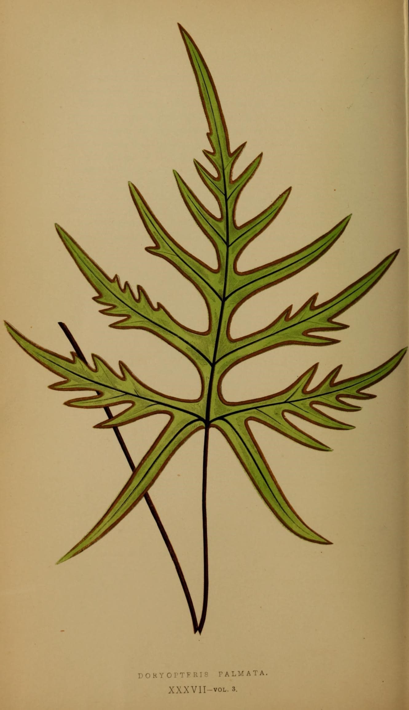 Ferns- British and exotic (10292124676)