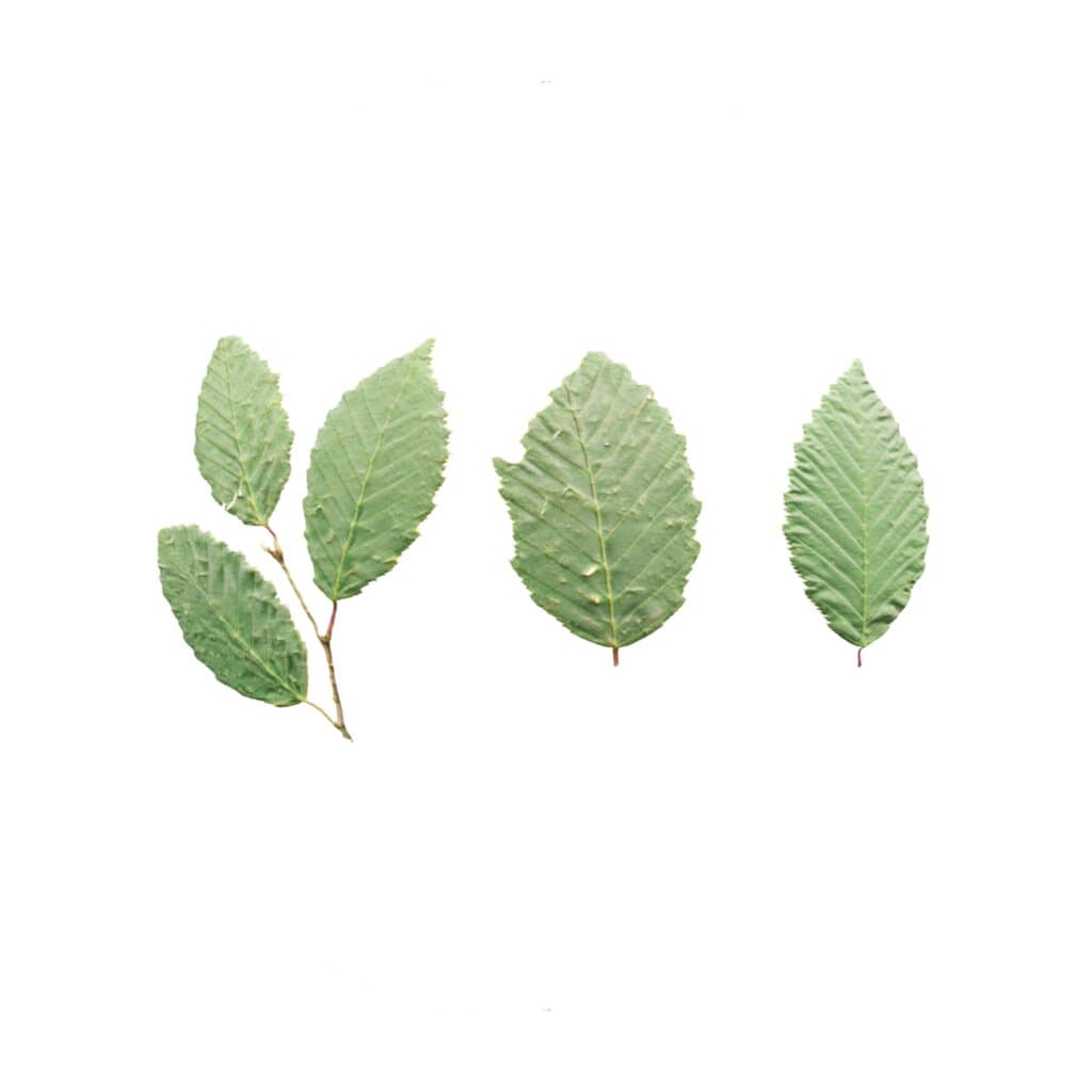 LeafSet005 PREVIEW