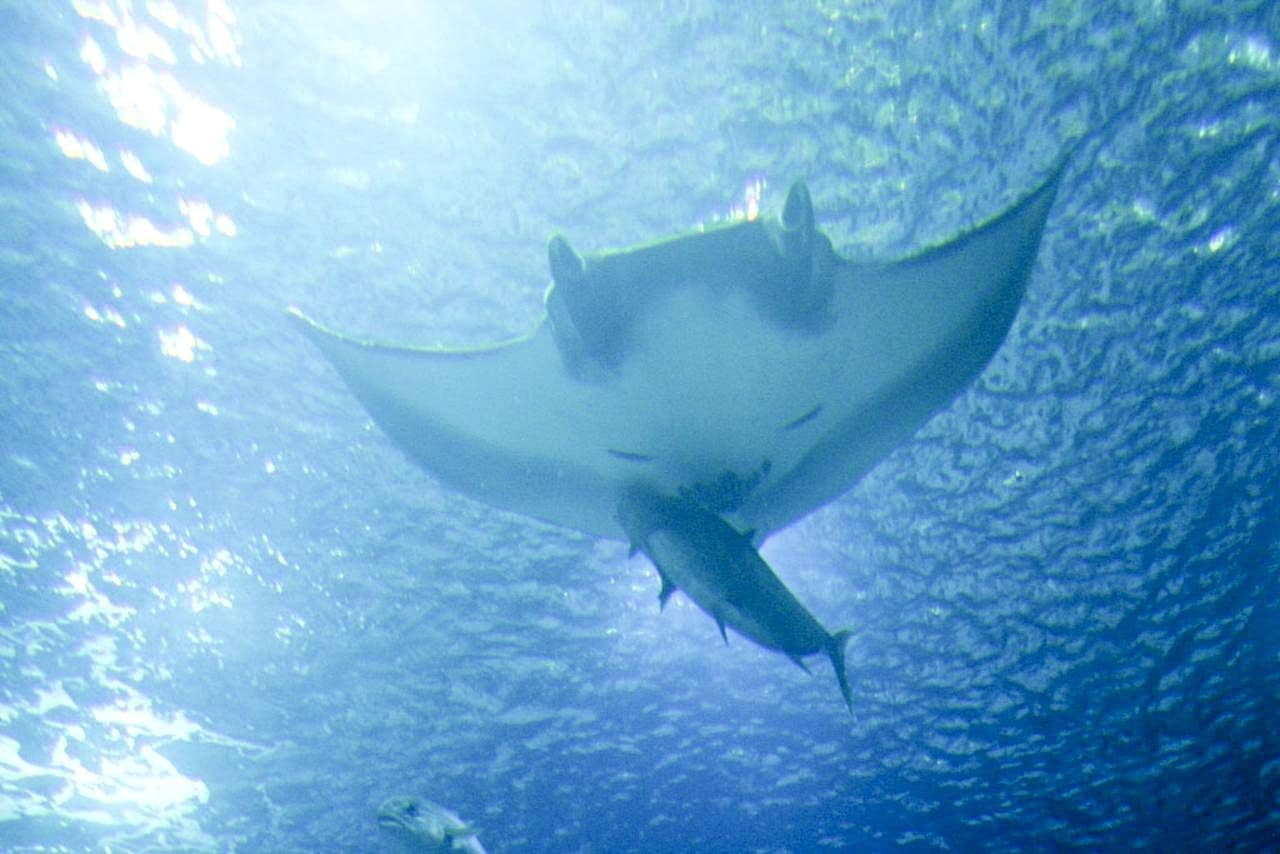 Ocean underwater fish