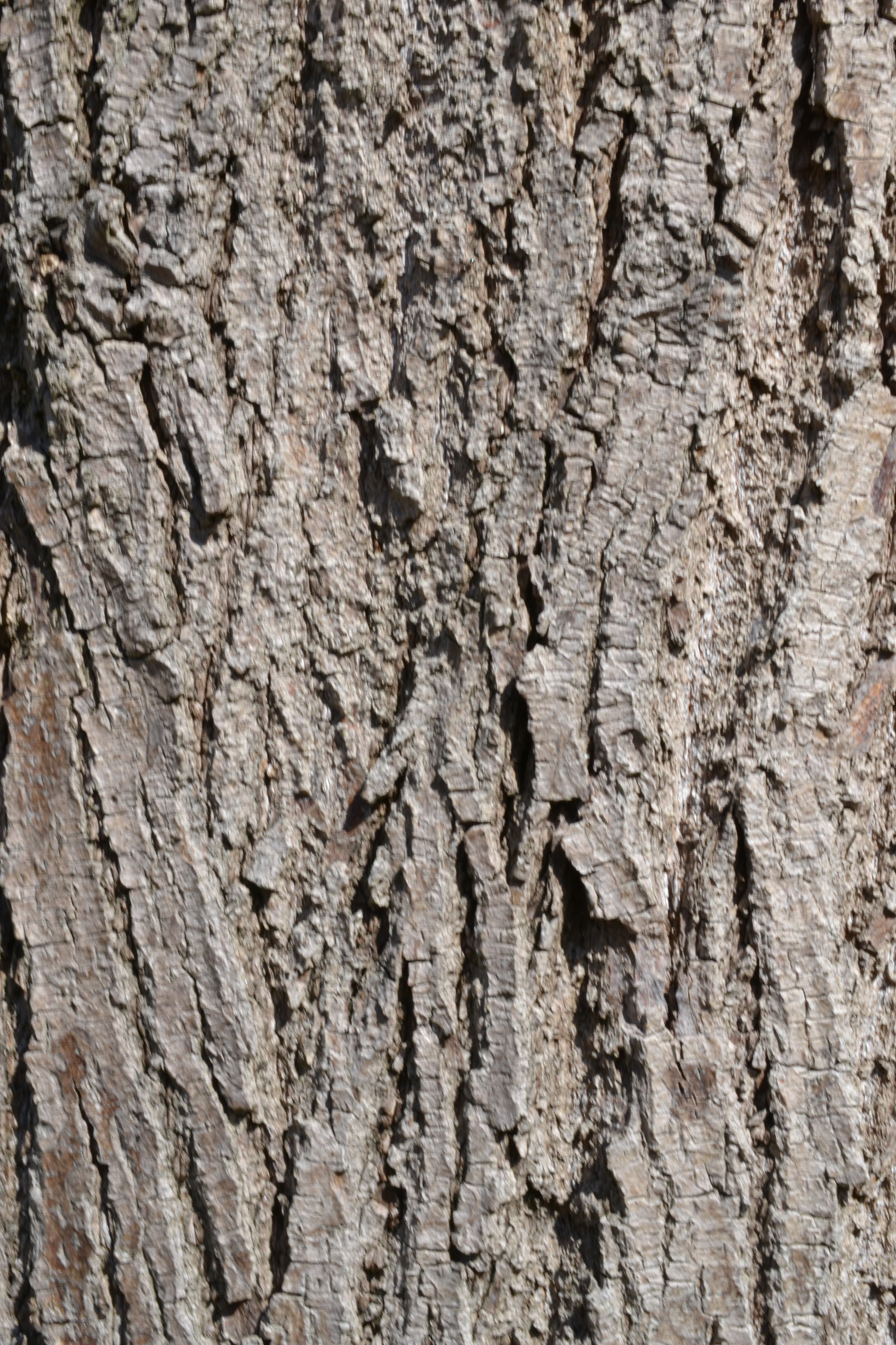 Tree bark (49779681343)