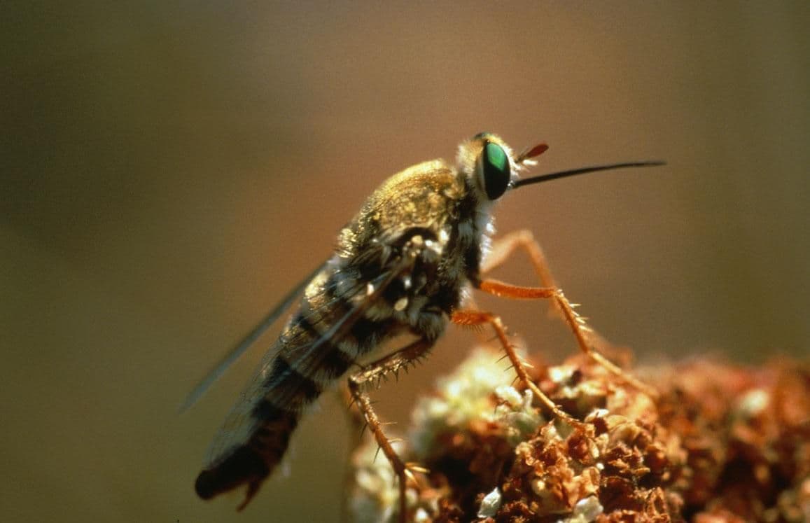 Insect macro