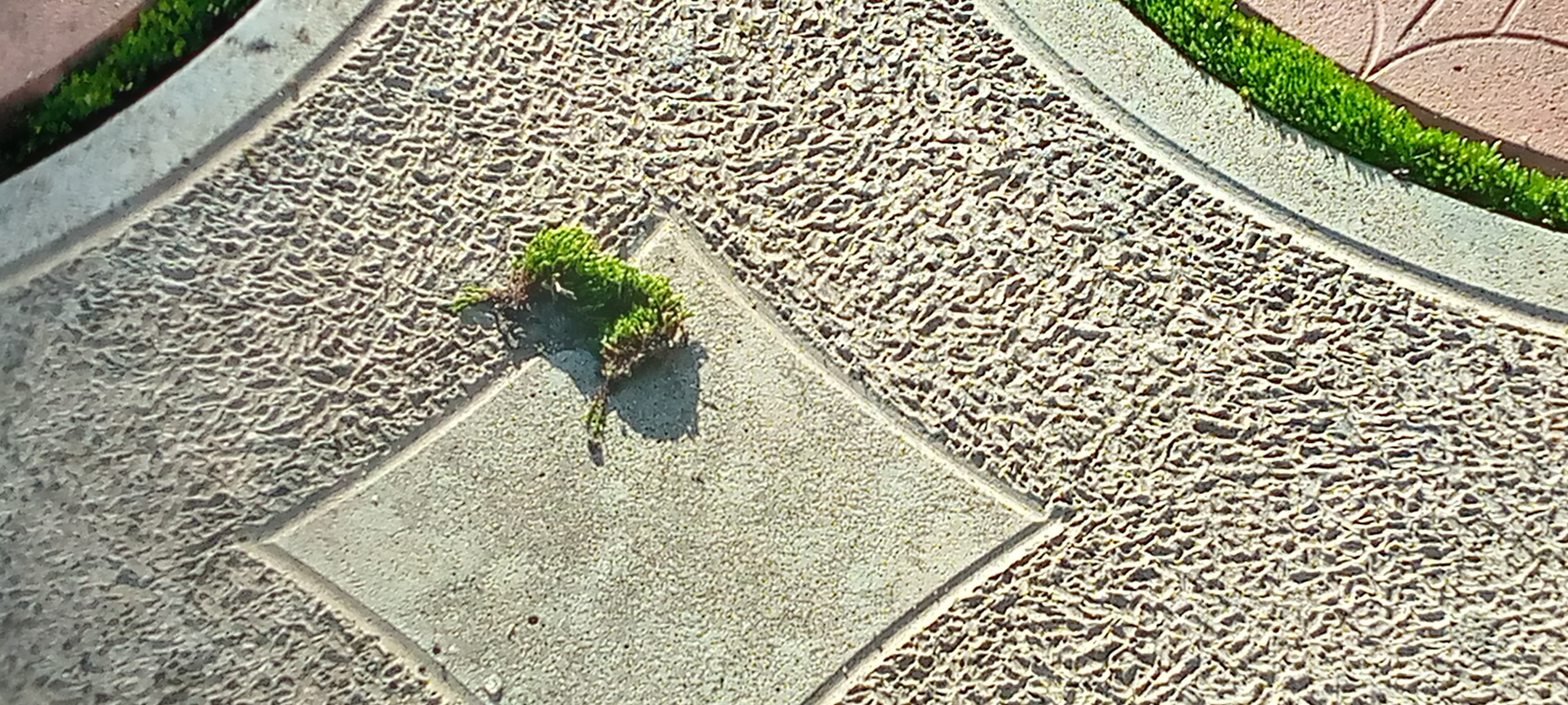 Piece of Moss in the Pervomaisk