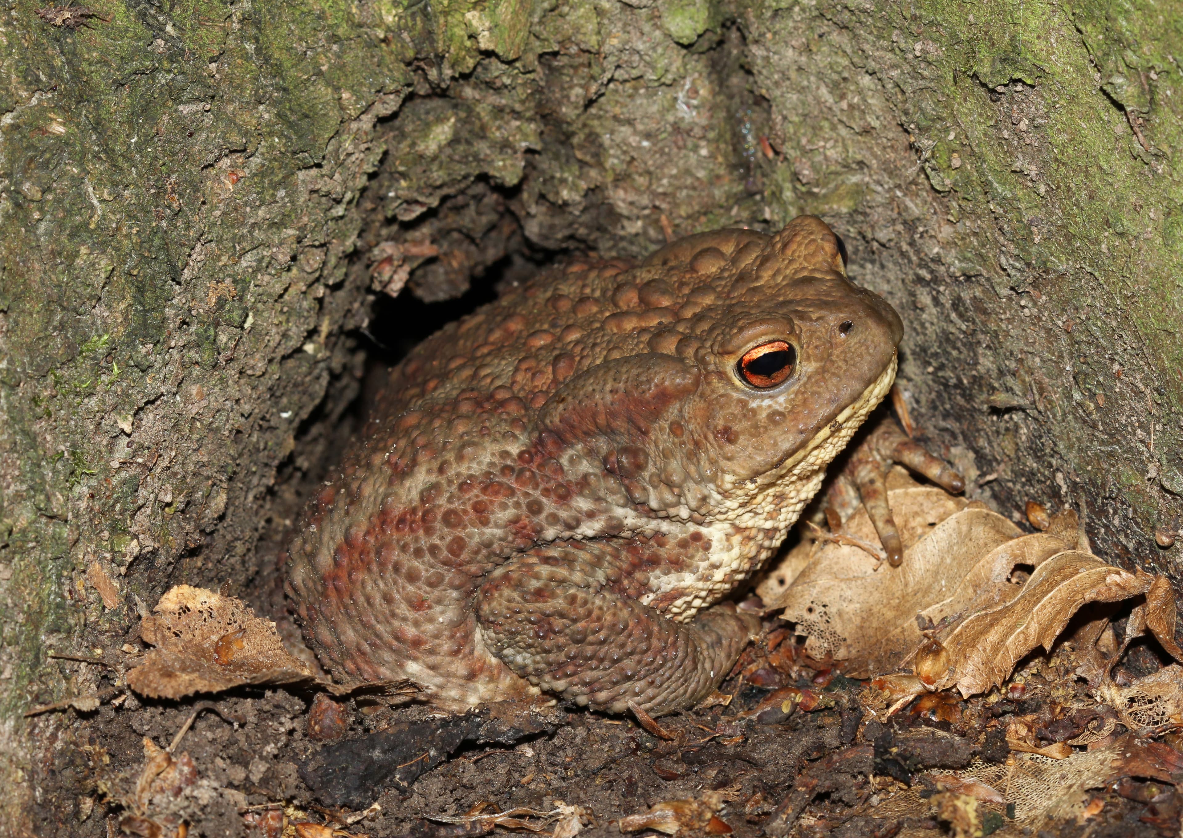 Bufo bufo 2015 G3