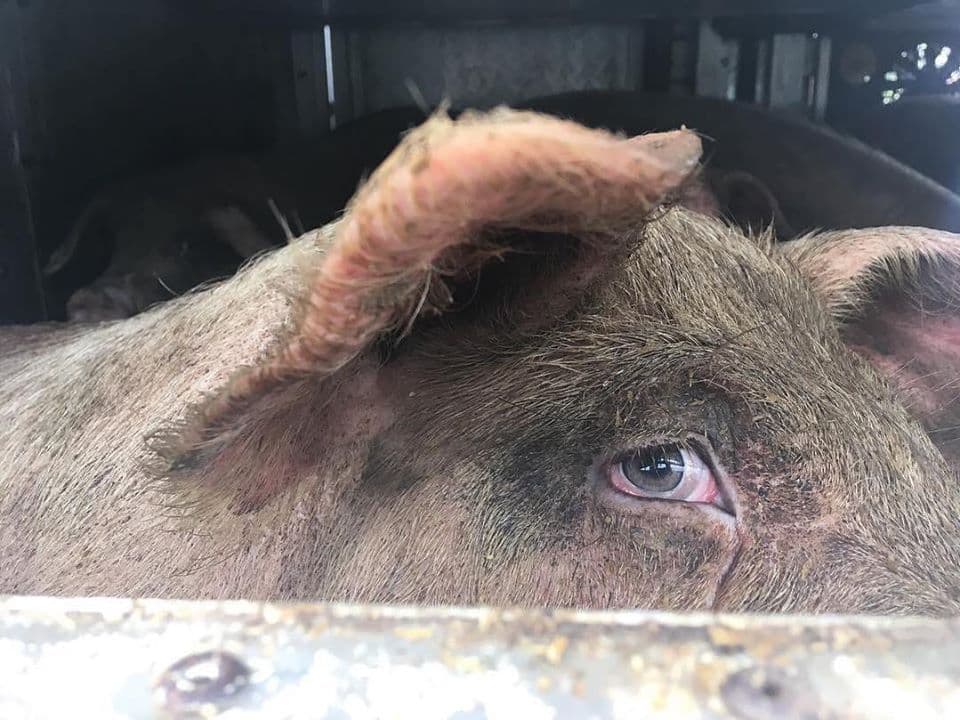 Sad pig before her slaughter