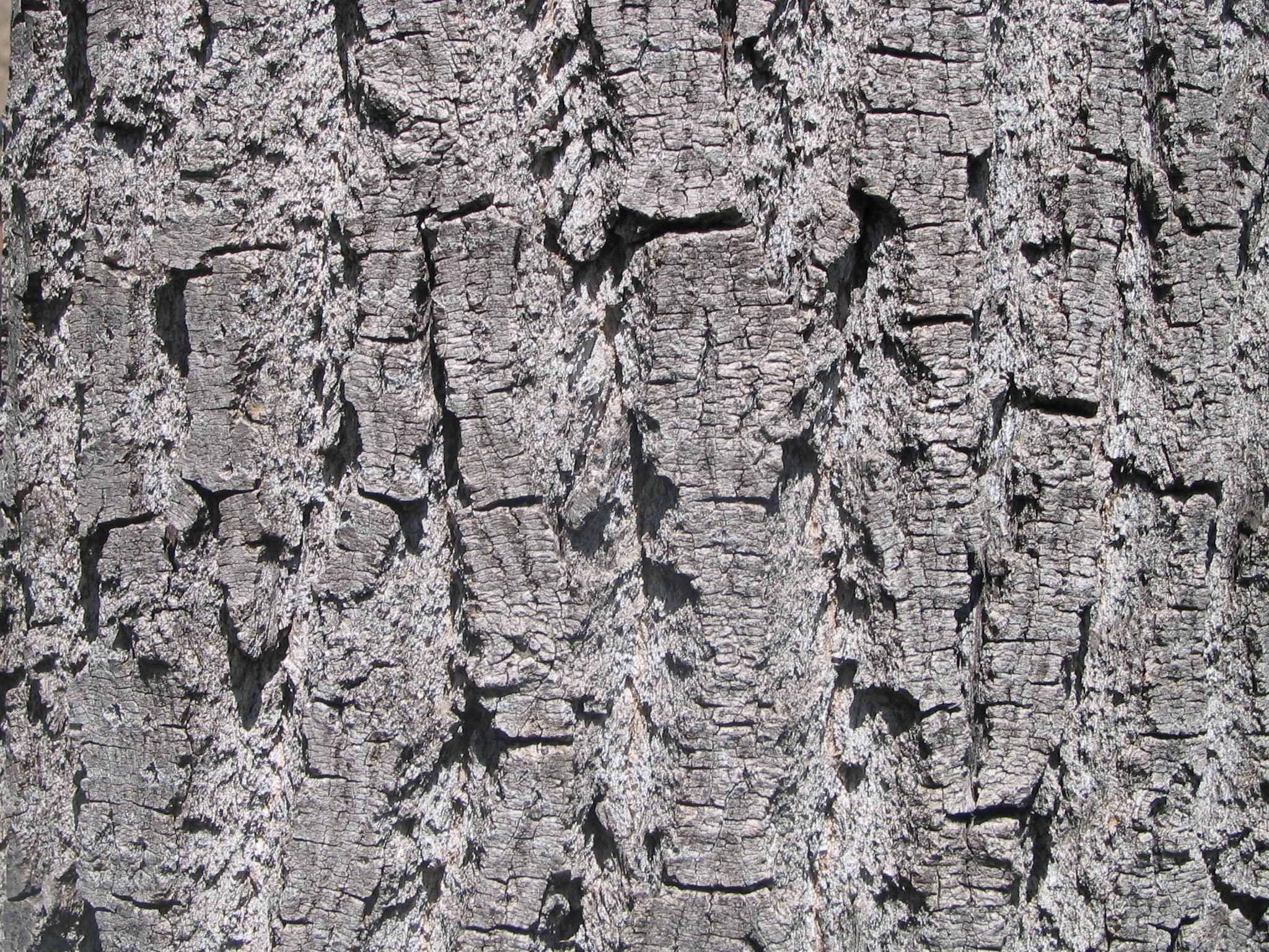 Bark cortex texture