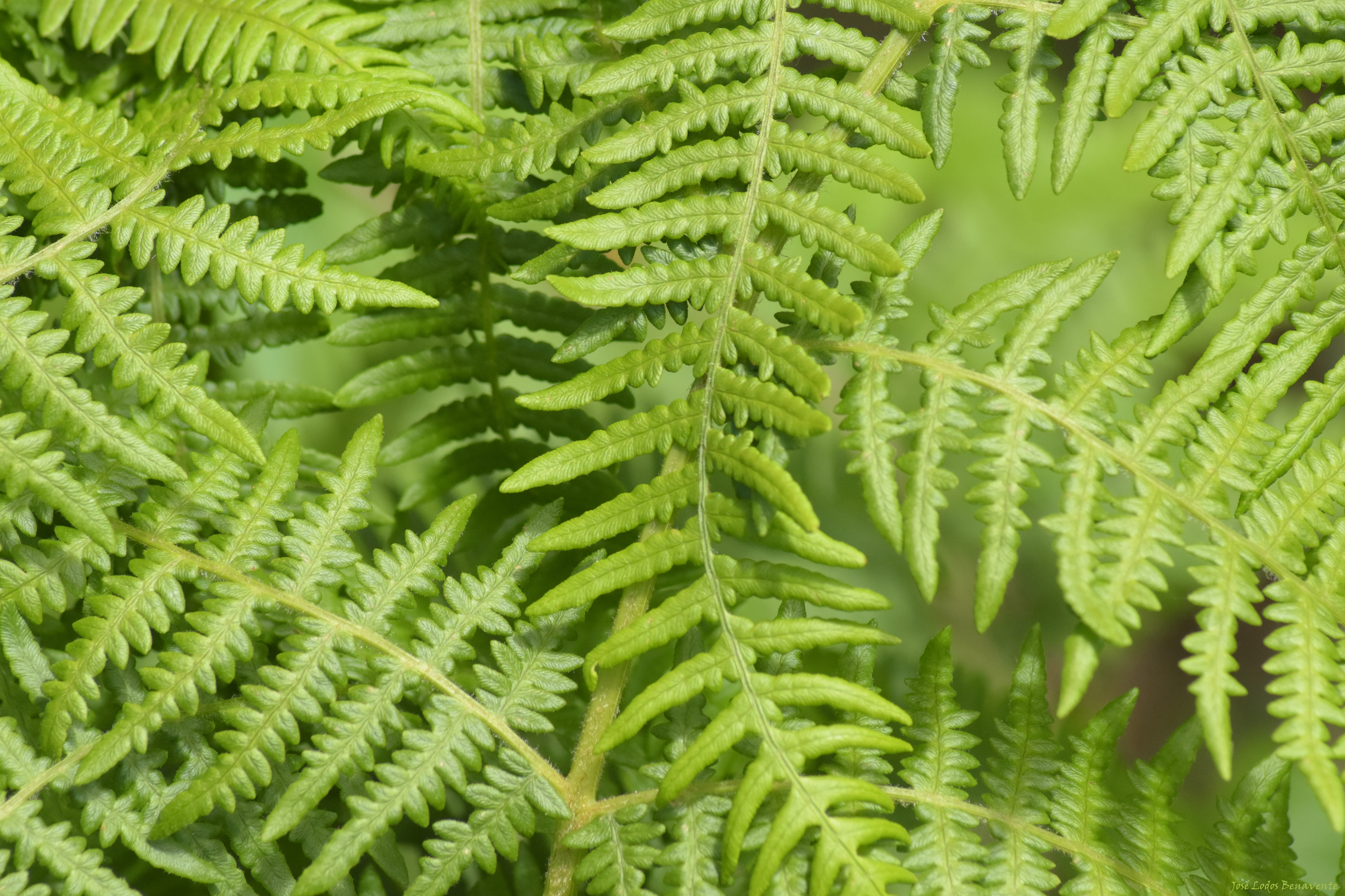 Leaves of a green fern