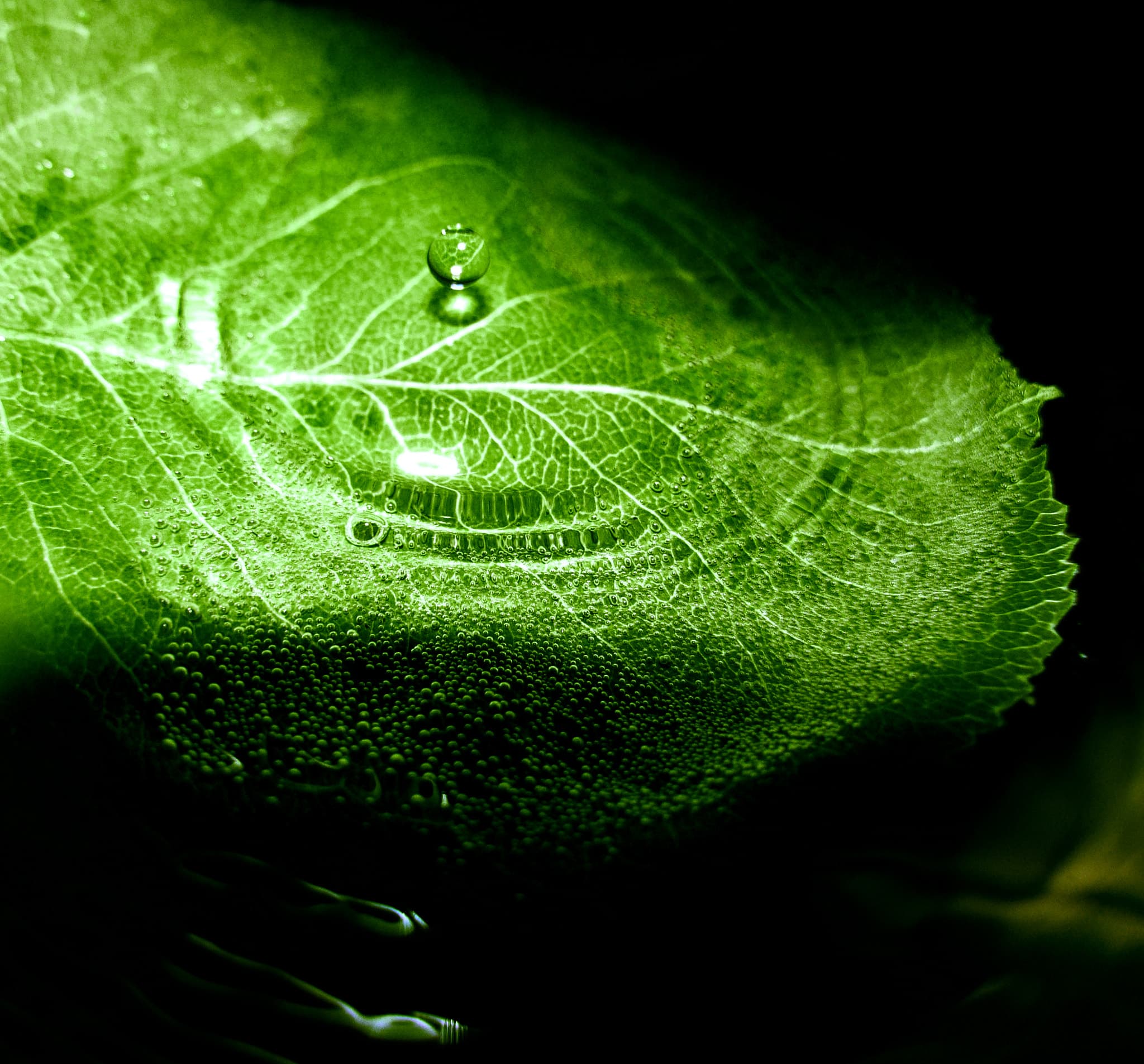 Mm61a 1405 Dead Leaf (73499955)