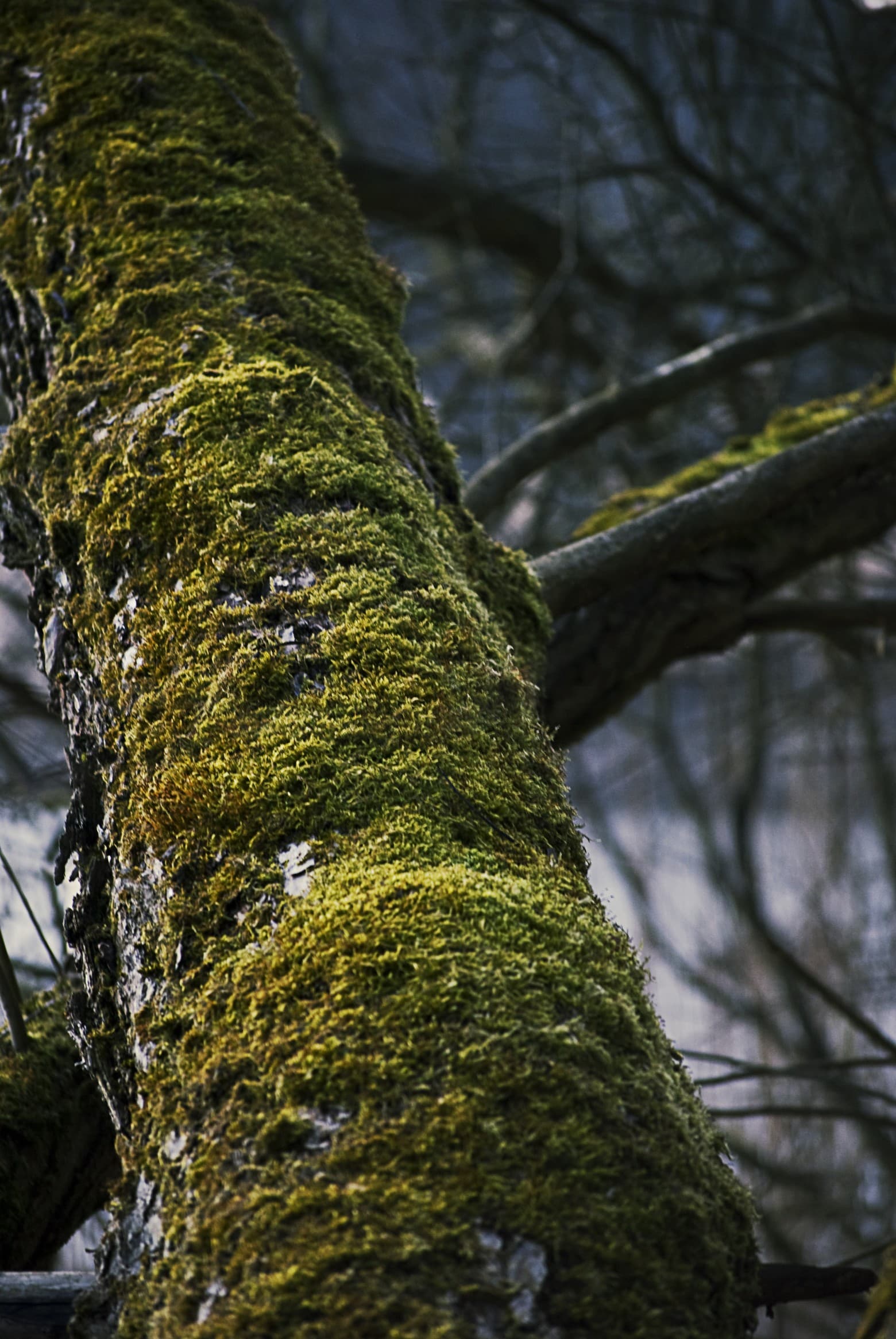Moss on a tree