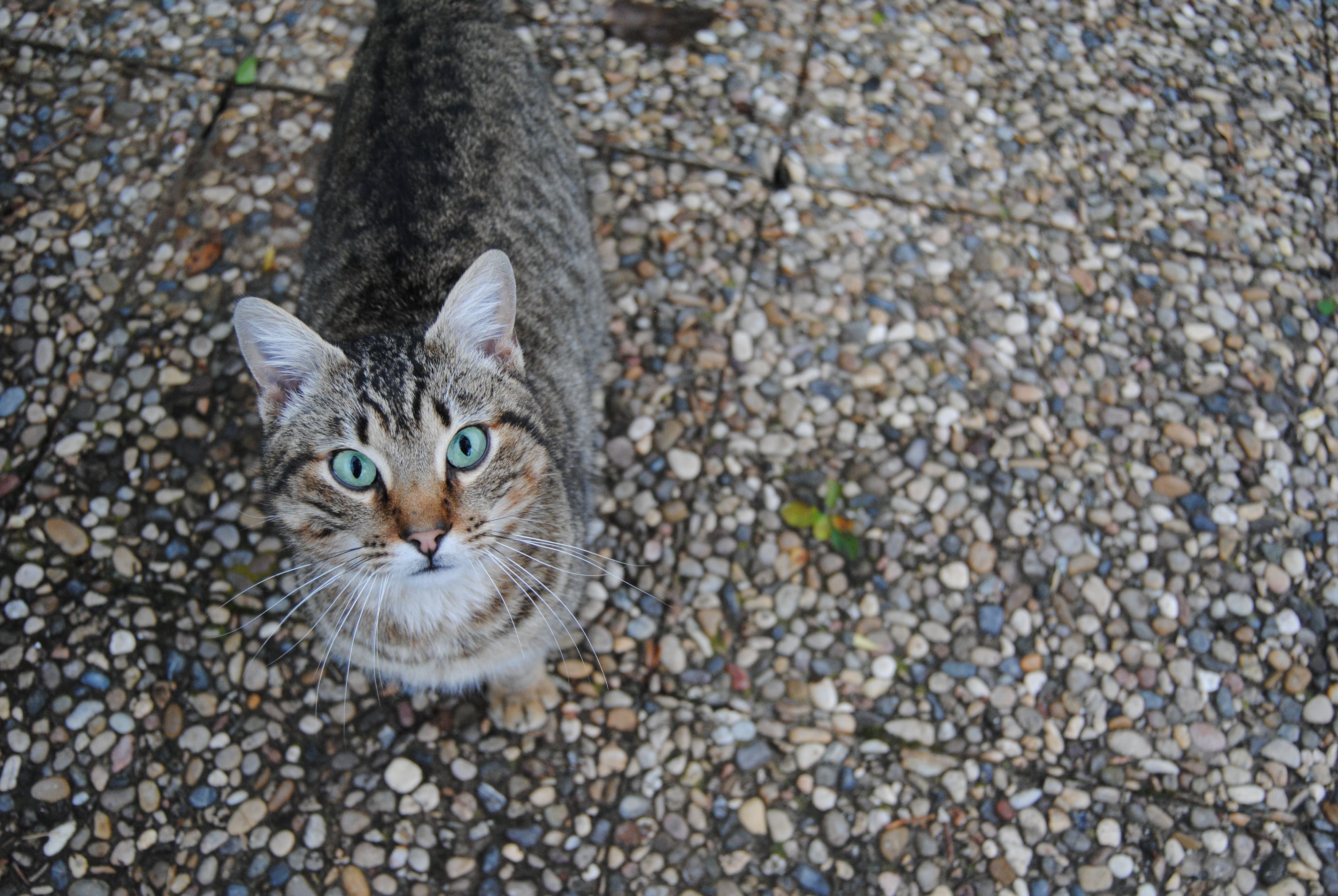 Tabby cat on a sidewalk (Unsplash)