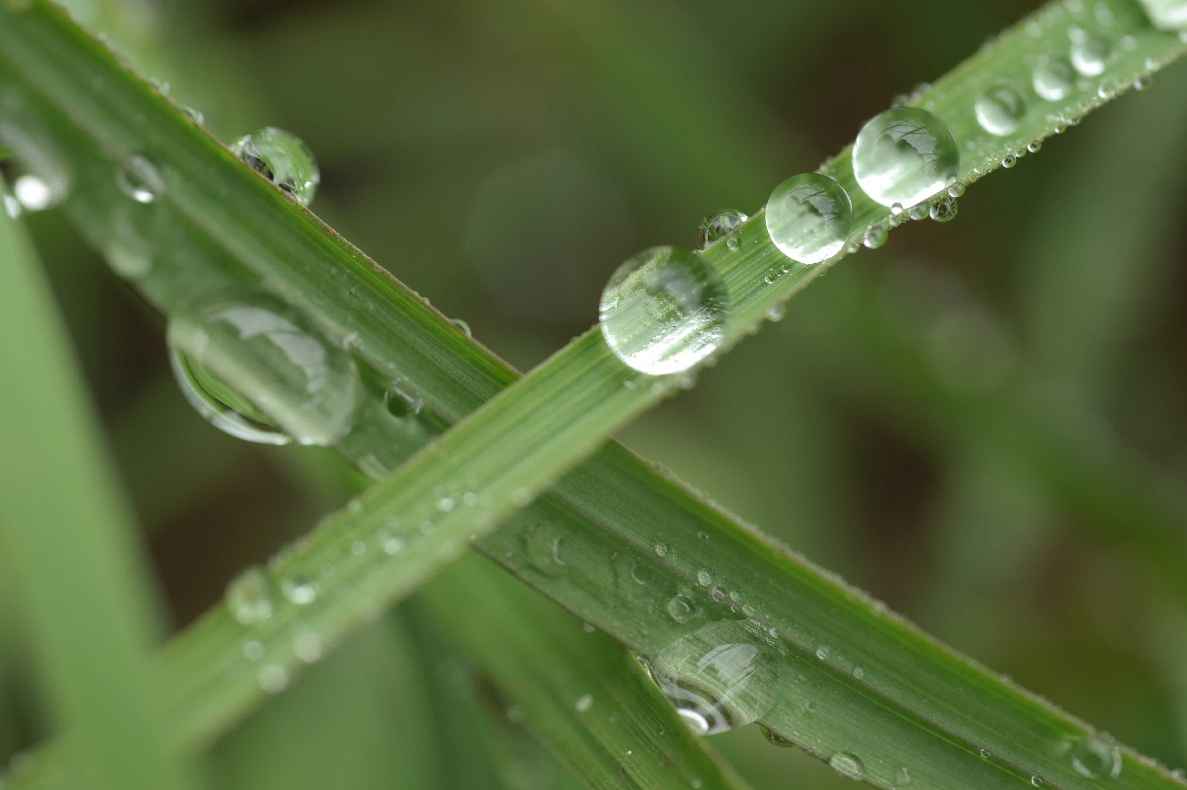 Water droplets on range grass. (24484981763)