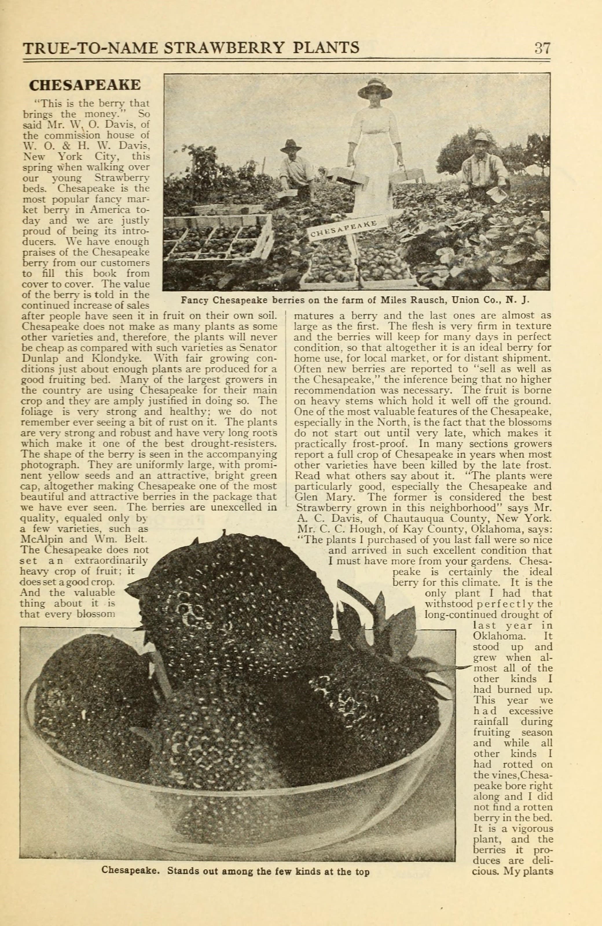 Allen's book of berries (16390311535)
