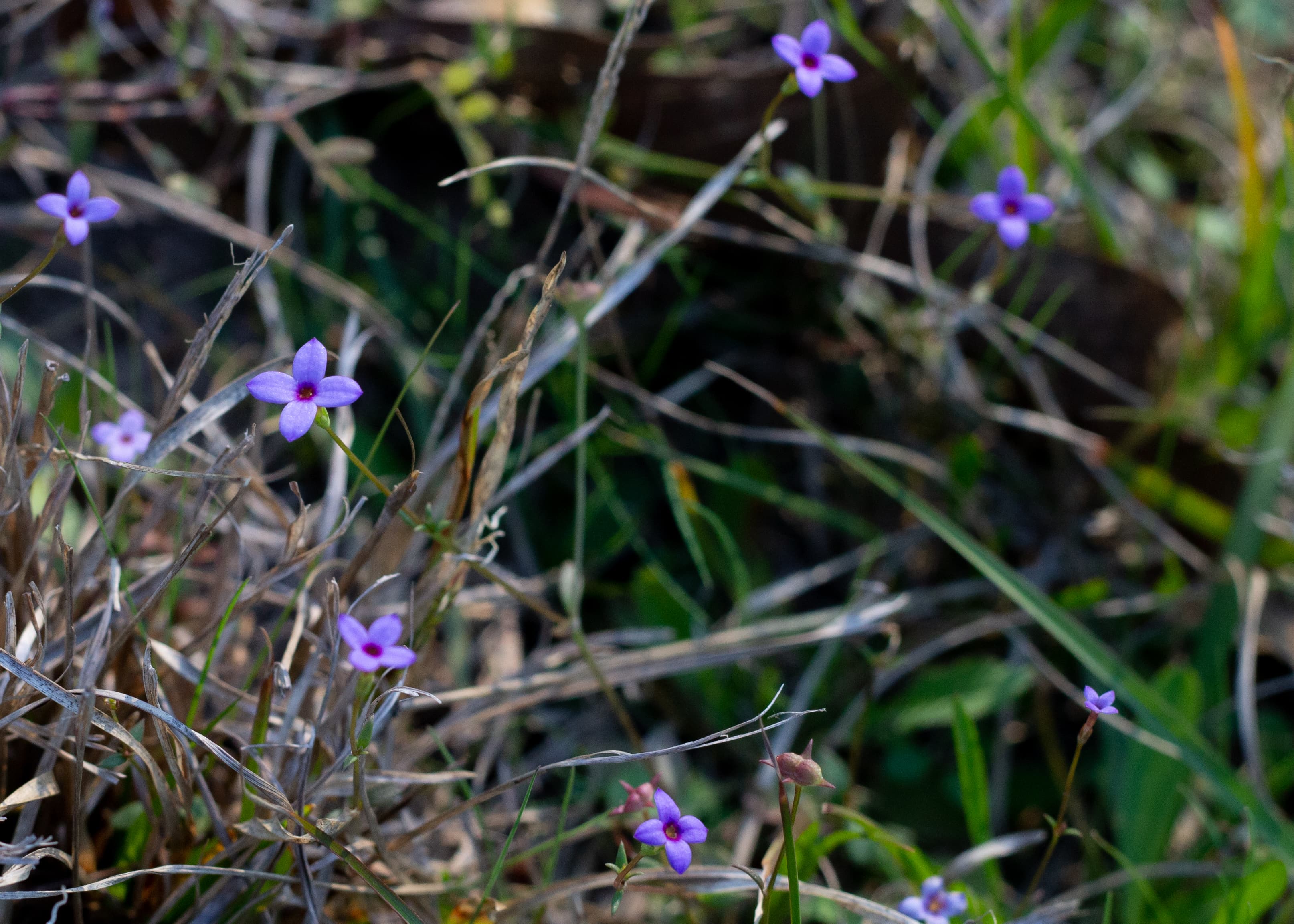 Tiny bluet flowers (houstonia pussila)