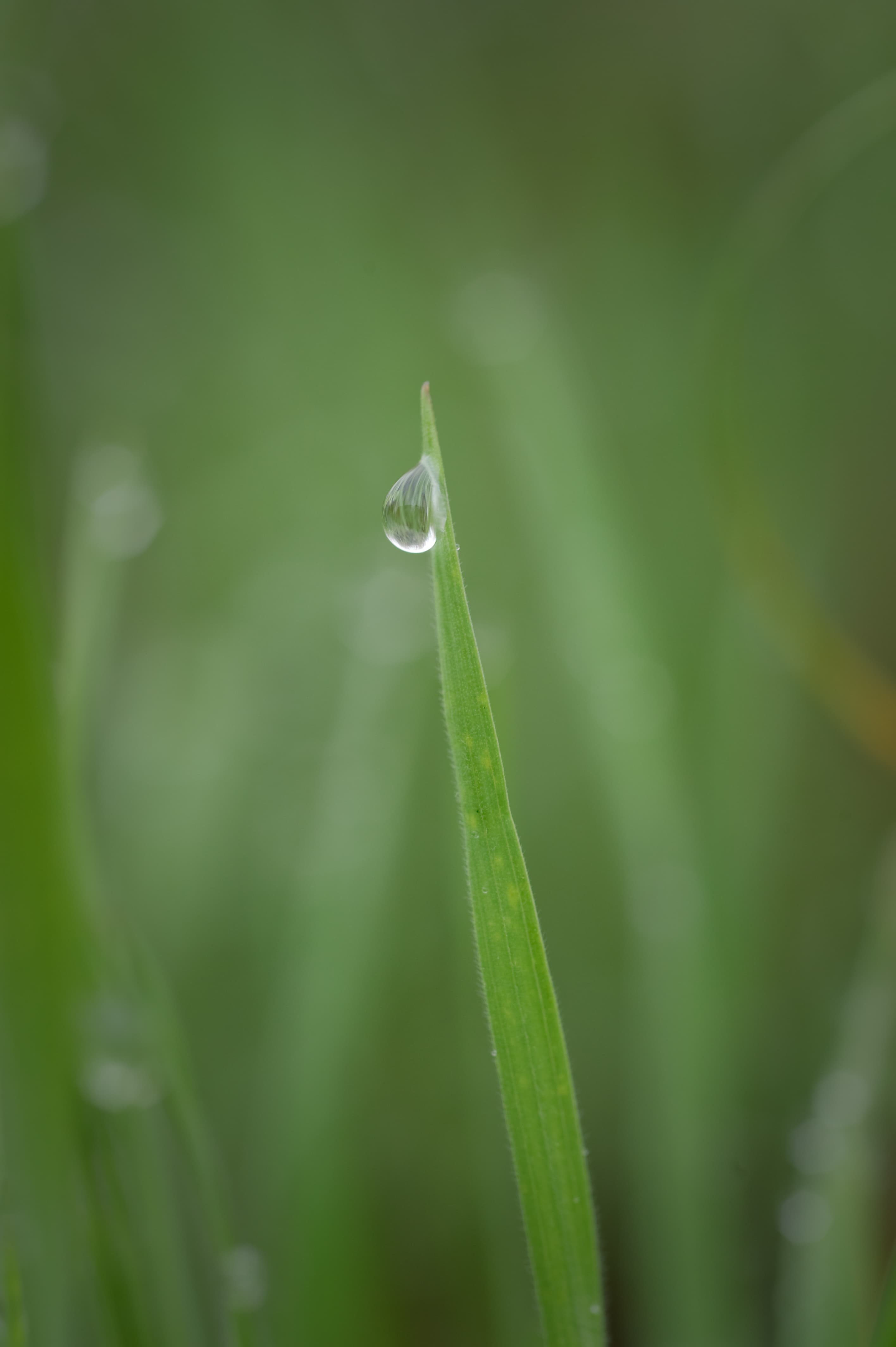 Water droplets on range grass. (25111838845)