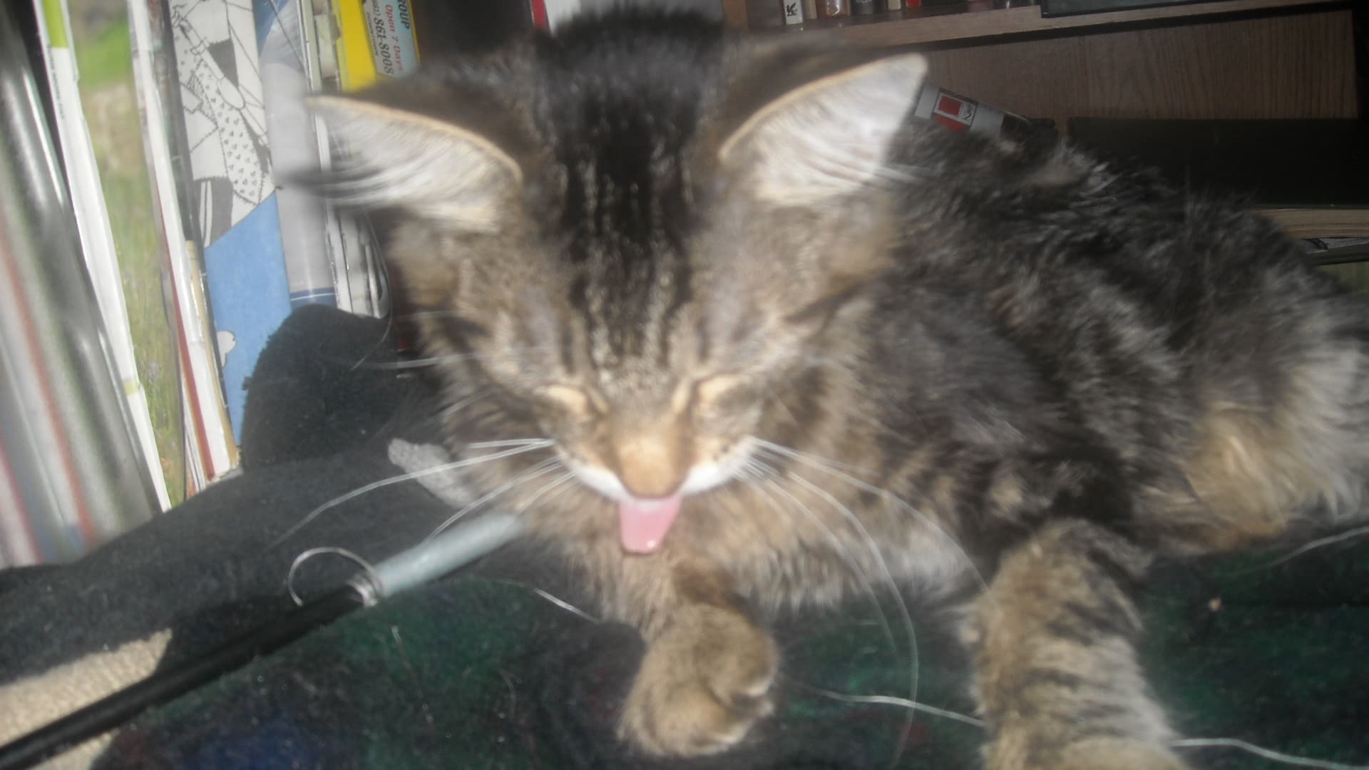 Igor the tabby cat