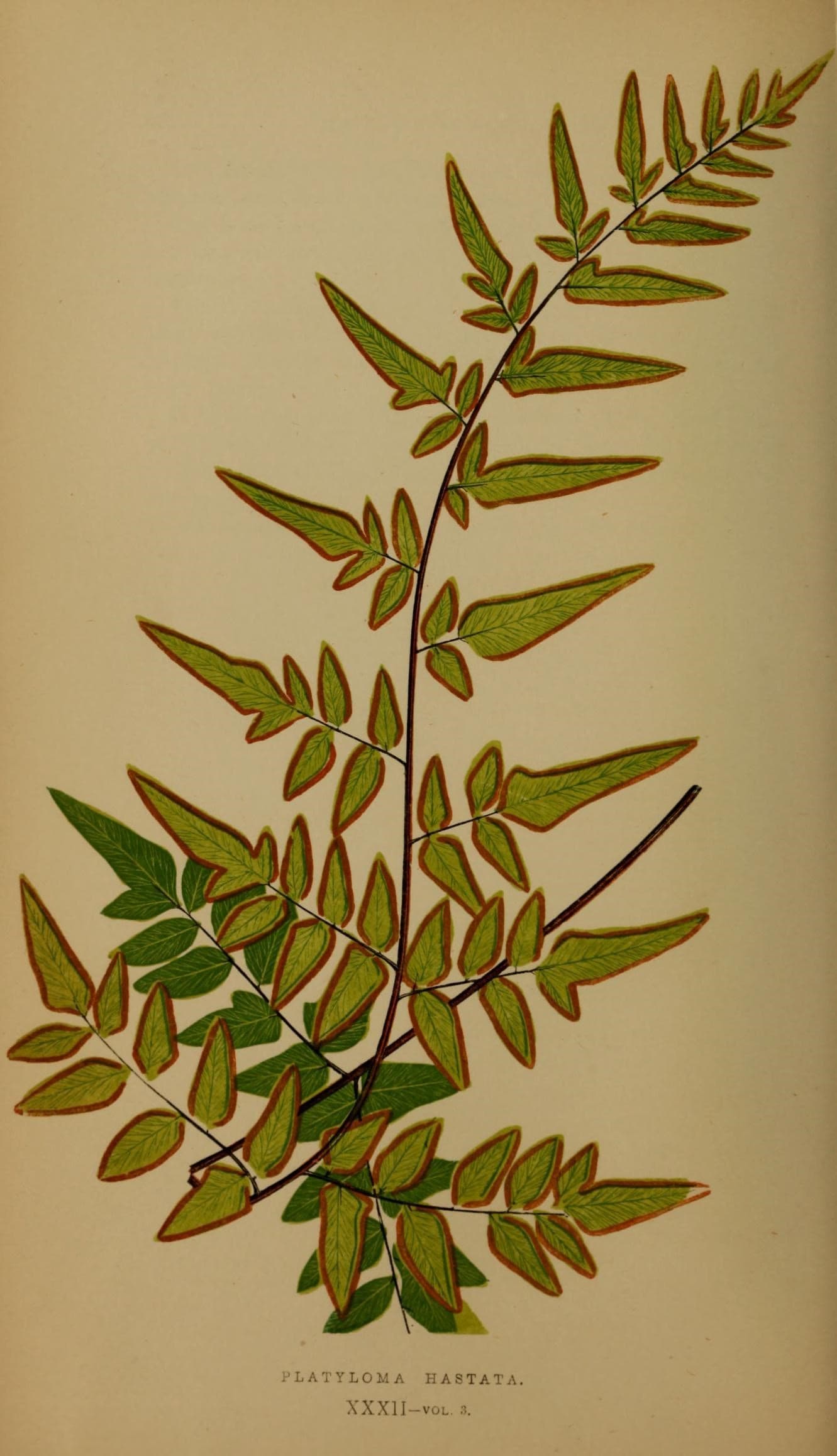 Ferns- British and exotic (10292009334)