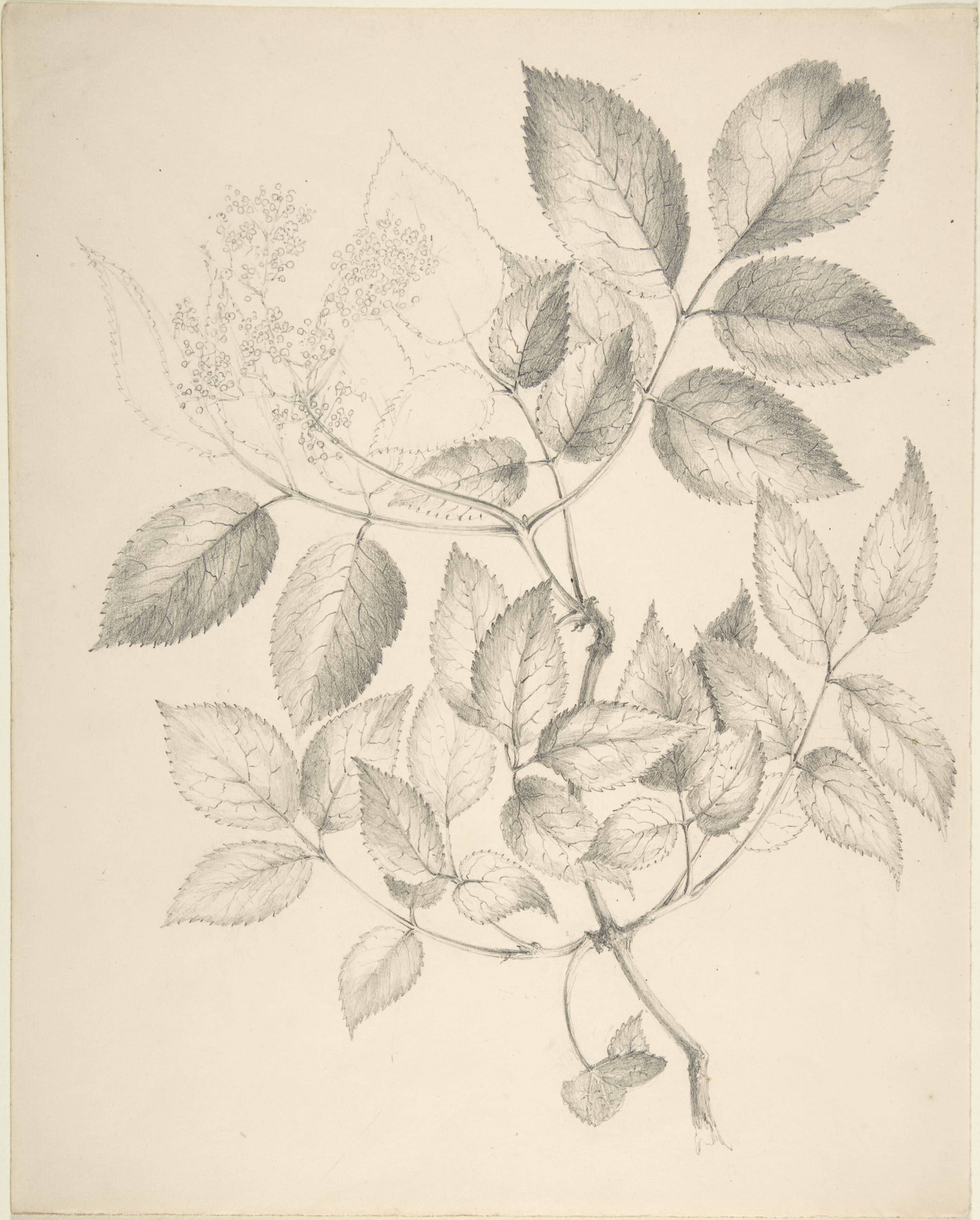 Leaves and Flowers MET DP806097