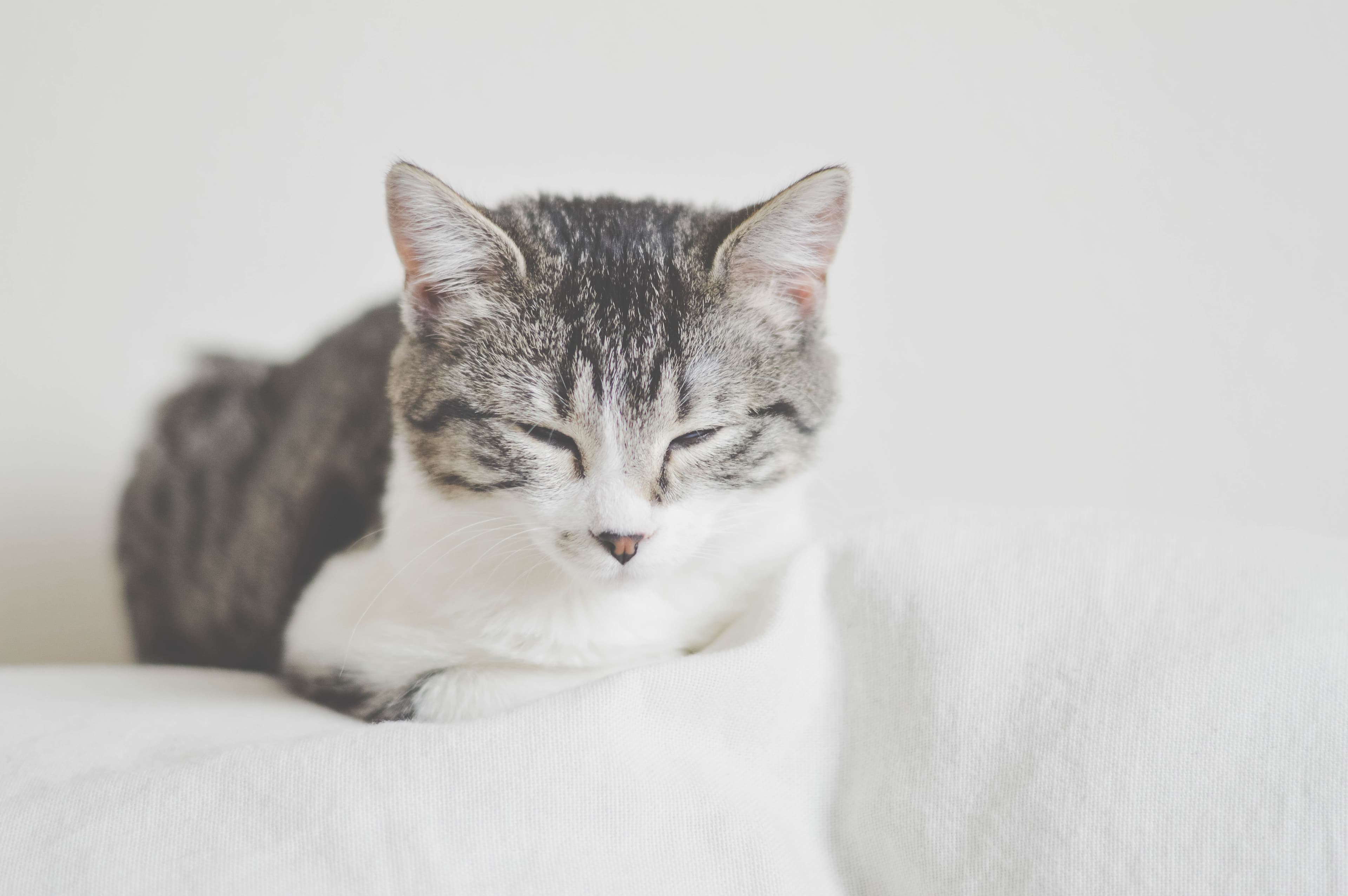 Sleepy tabby (Unsplash)
