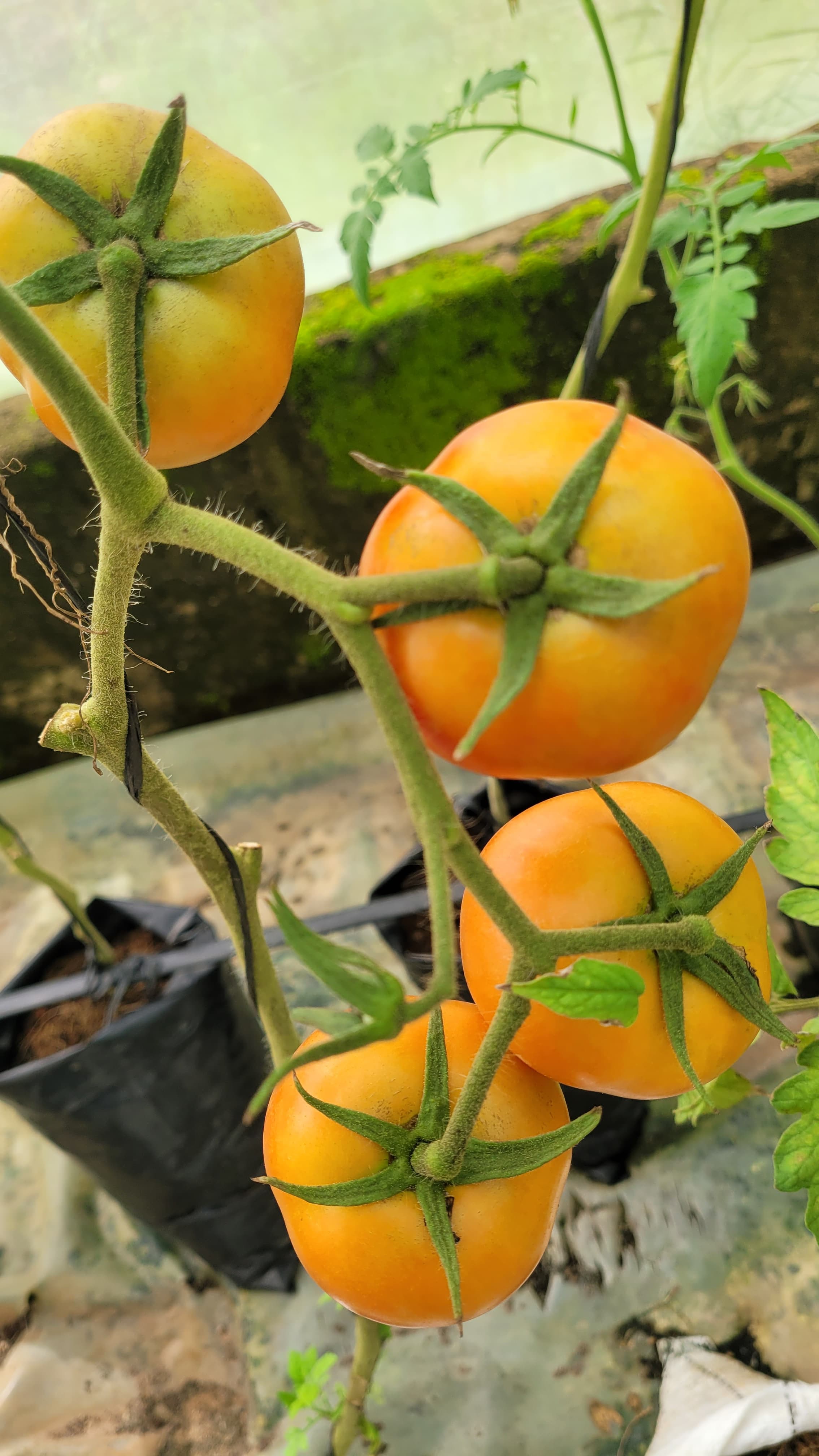 Tomatoes in a screen house 01