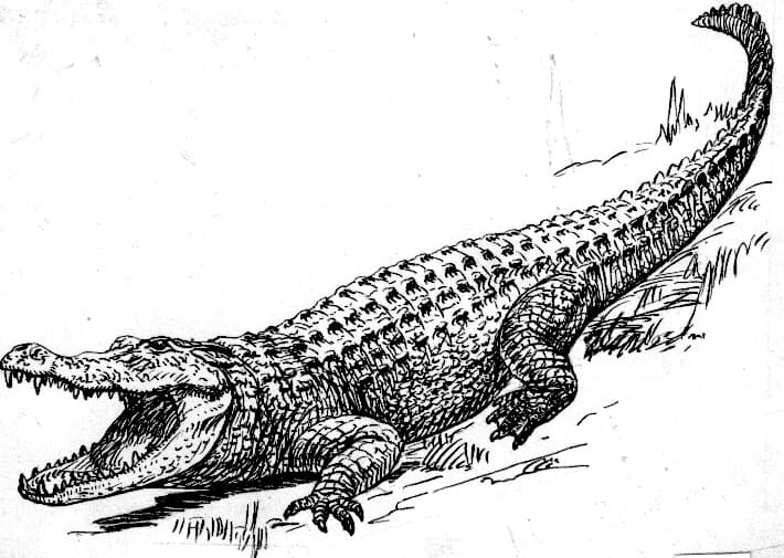 Alligator (PSF)