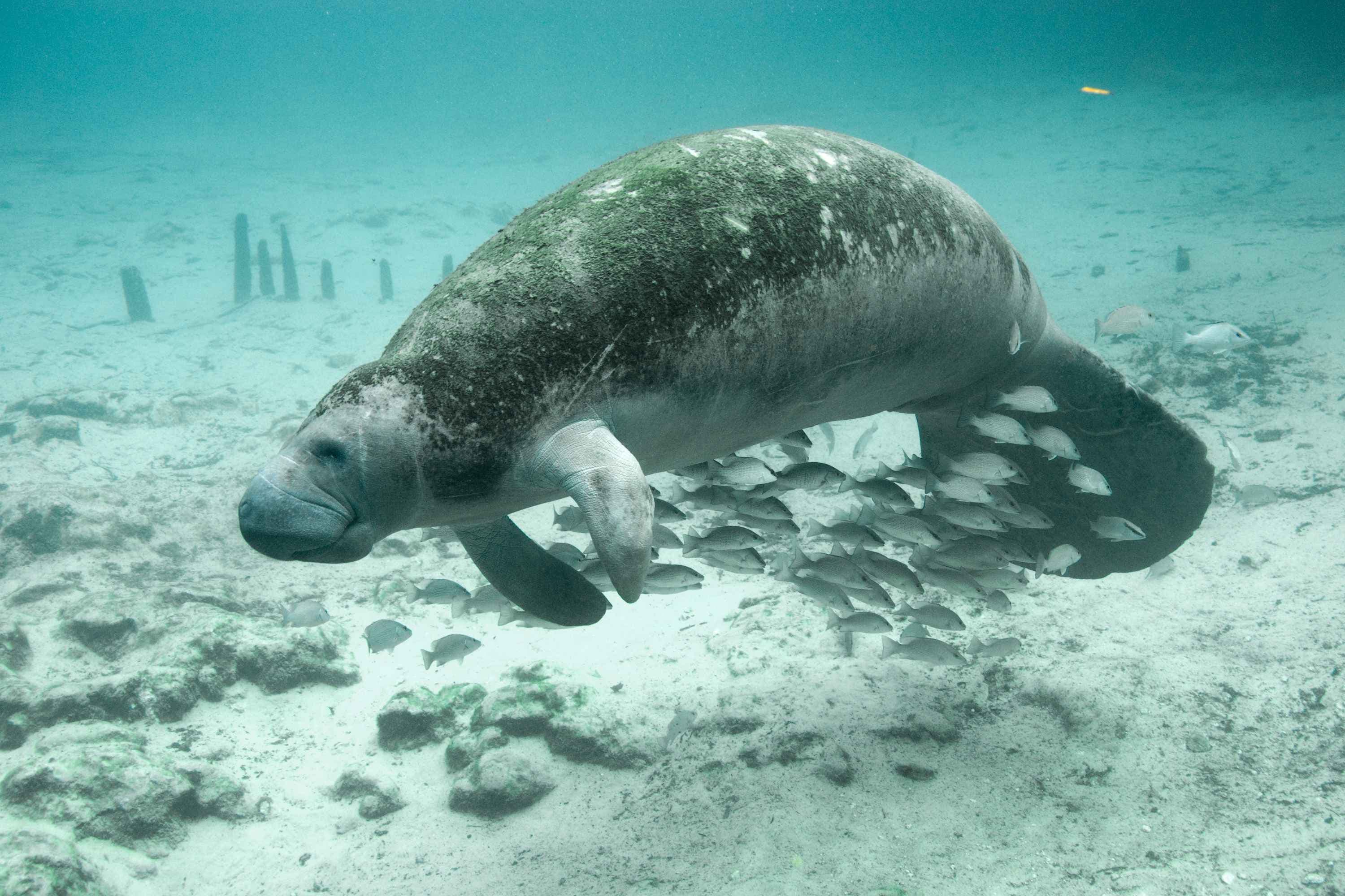 Underwater photography of fish and manatee
