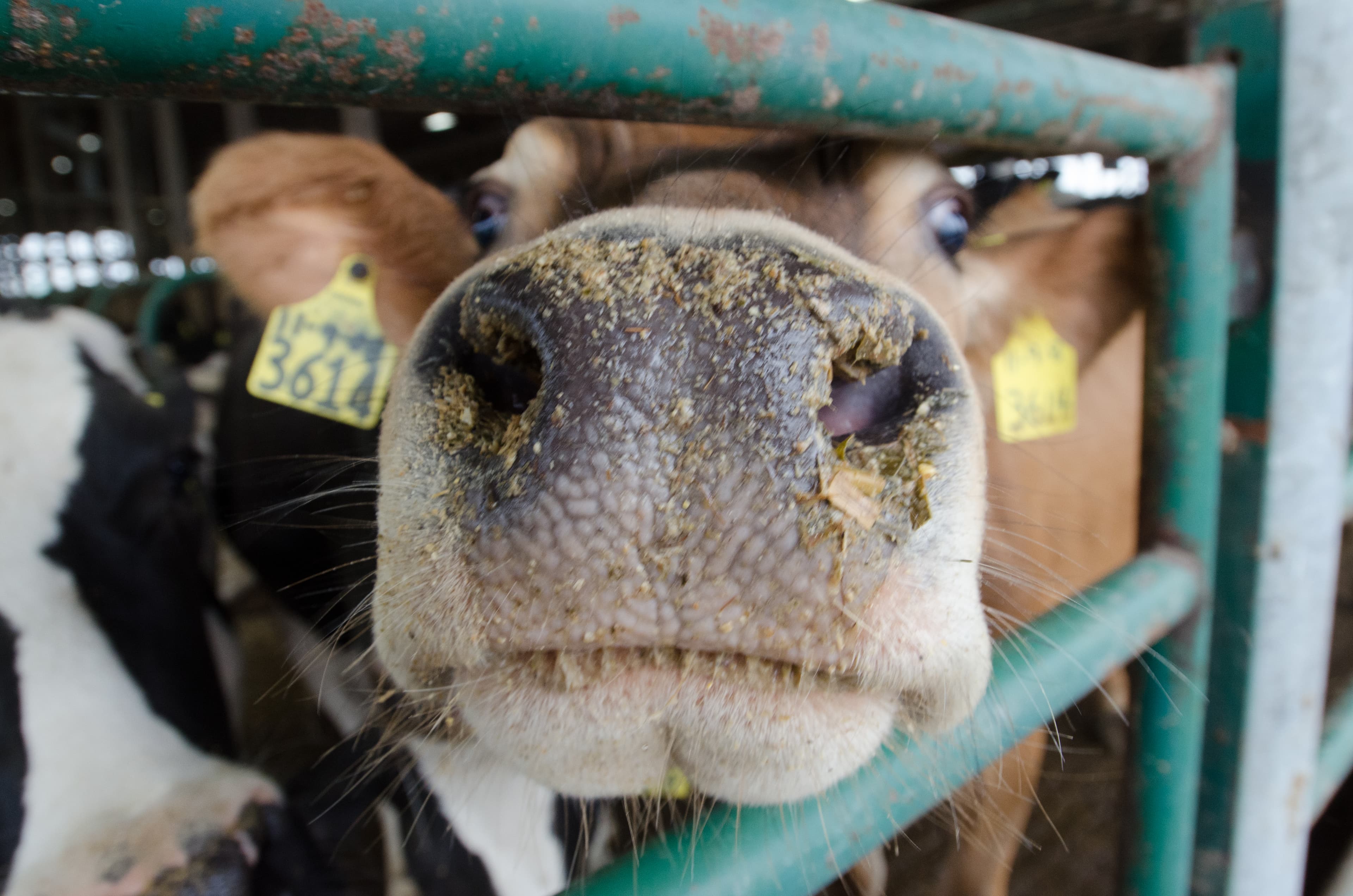 Animals (20110419-RD-LSC-0511)