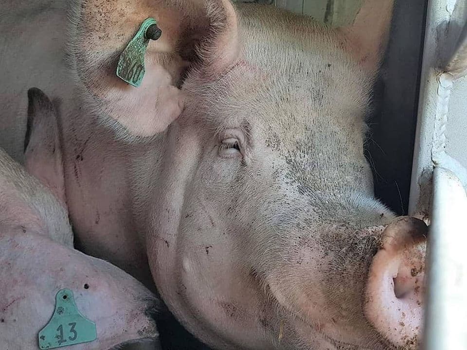 Mother pig in slaughter truck