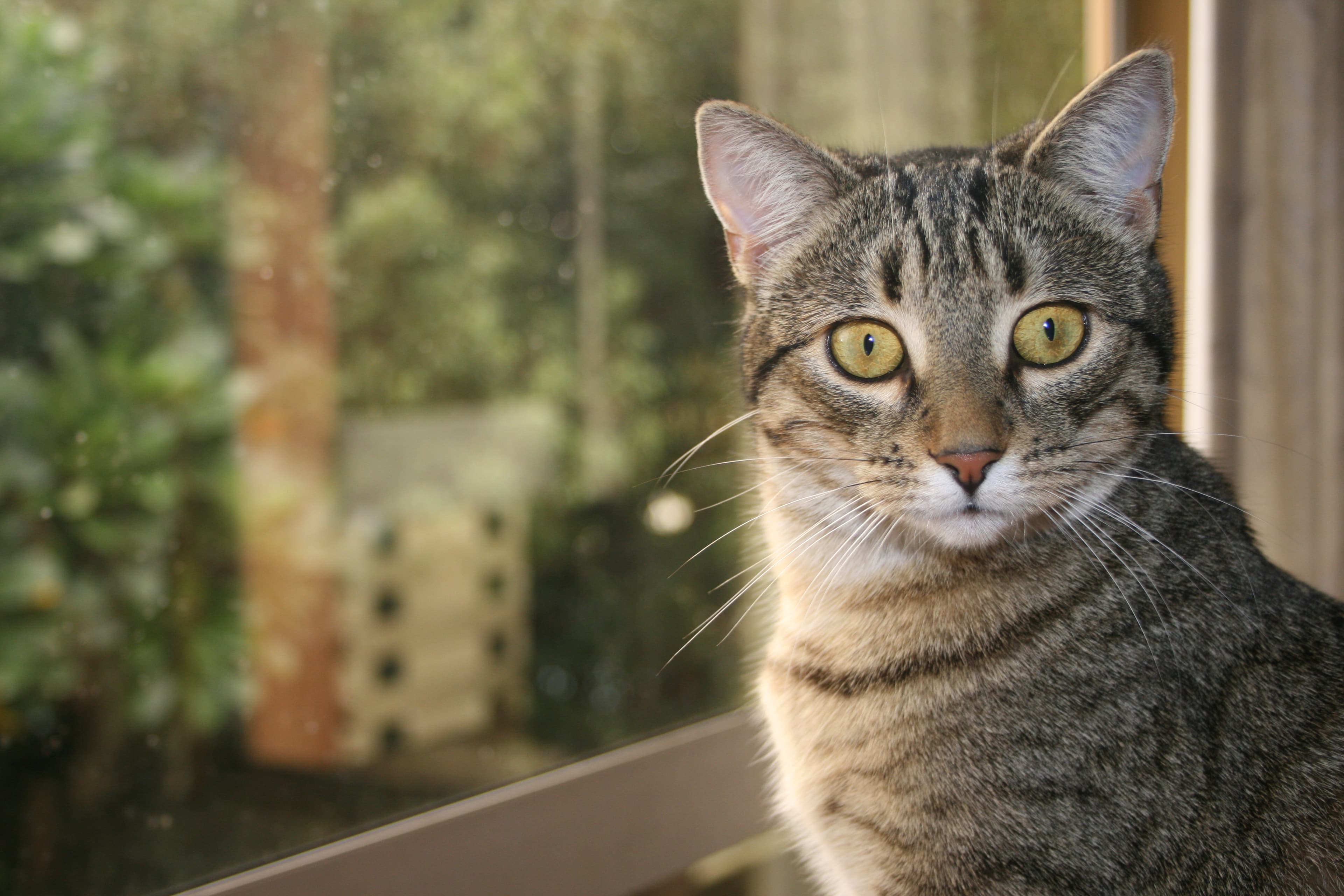 DomesticTabbyCat